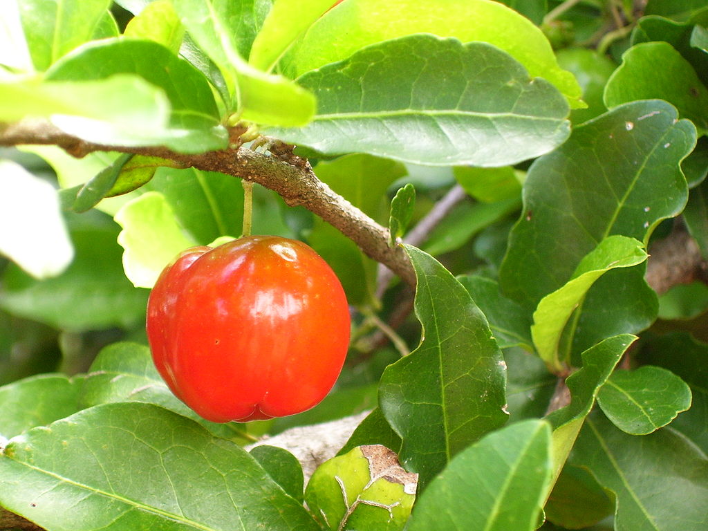 Acerola (Malpighia glabra) Nr. 2 - 1 potted rooted cutting / 1 getopfter, bewurzelter Steckling Acerola (Malpighia glabra) Nr. 2 - 1 potted rooted cutting / 1 getopfter, bewurzelter Steckling