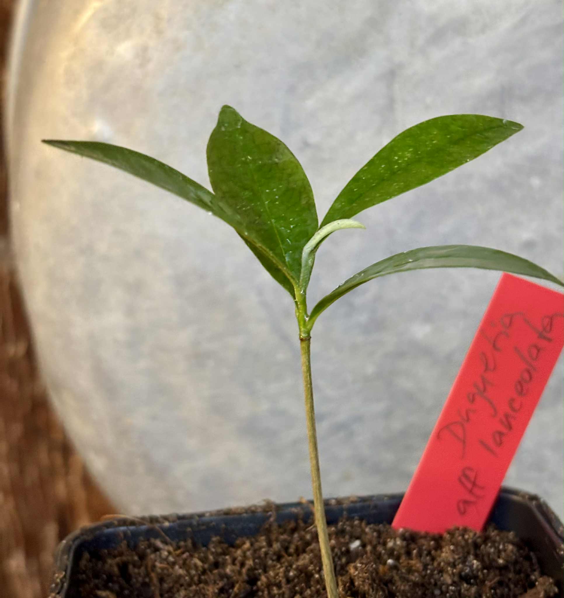 Duguetia aff. lanceolata - Pindauva Roxa -   1 potted plant / 1 getopfte Pflanze