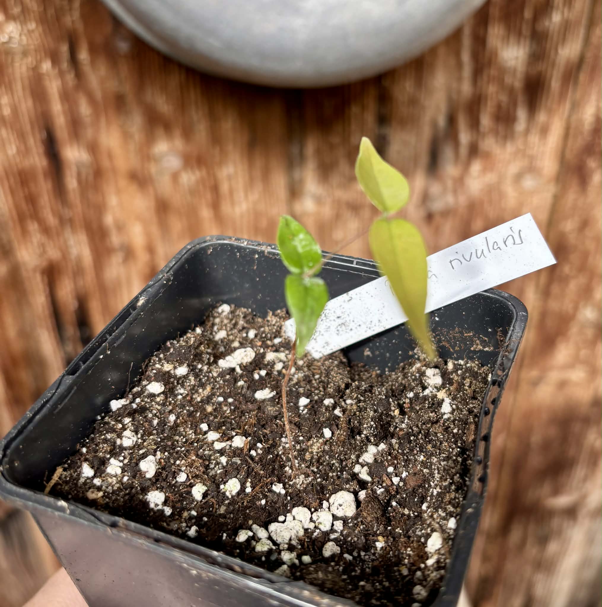 Yellow Guaburiti (Plinia rivularis var. flava) - 1 potted seedling / 1 getopfter Sämling