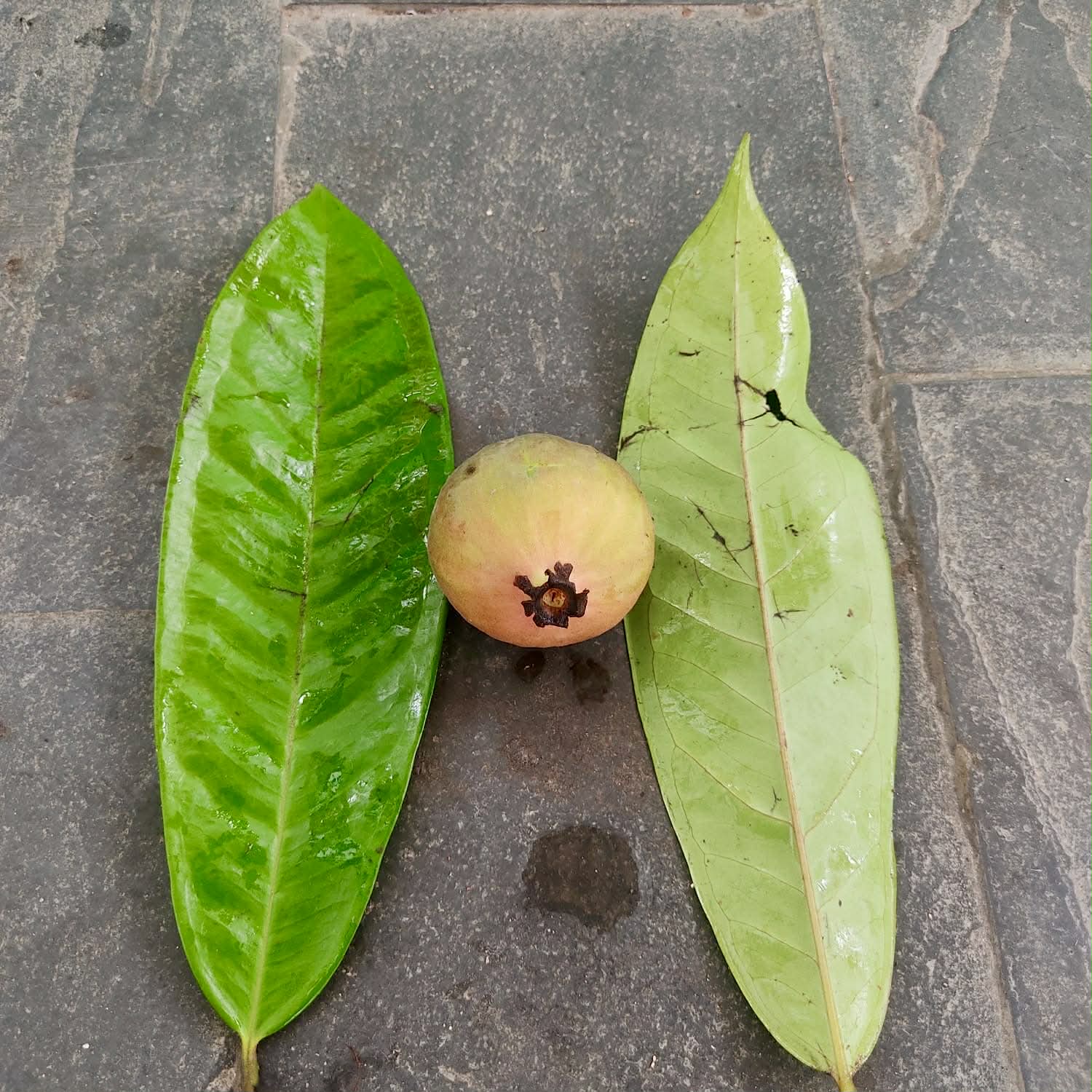 only 1 seed available - Pre-Order - Plinia rara Vermelha - 1 fresh seed / 1 frischer Samen