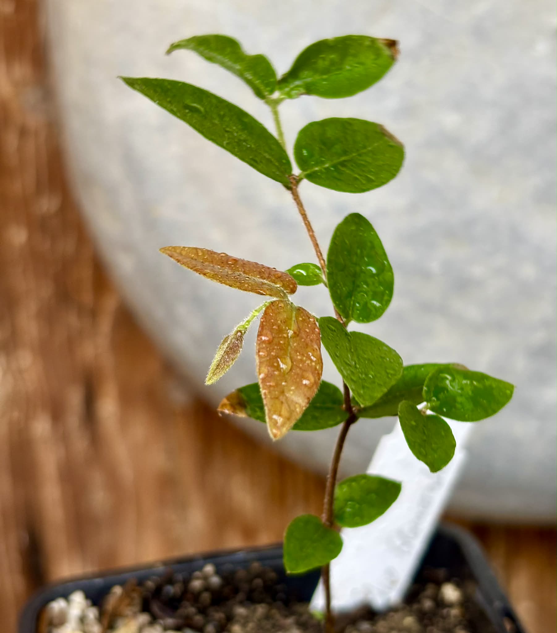 Myrciaria sp Cabeludinha preta (Blue Glomerata) - 1 pottet seedling / 1 getopfter Sämling