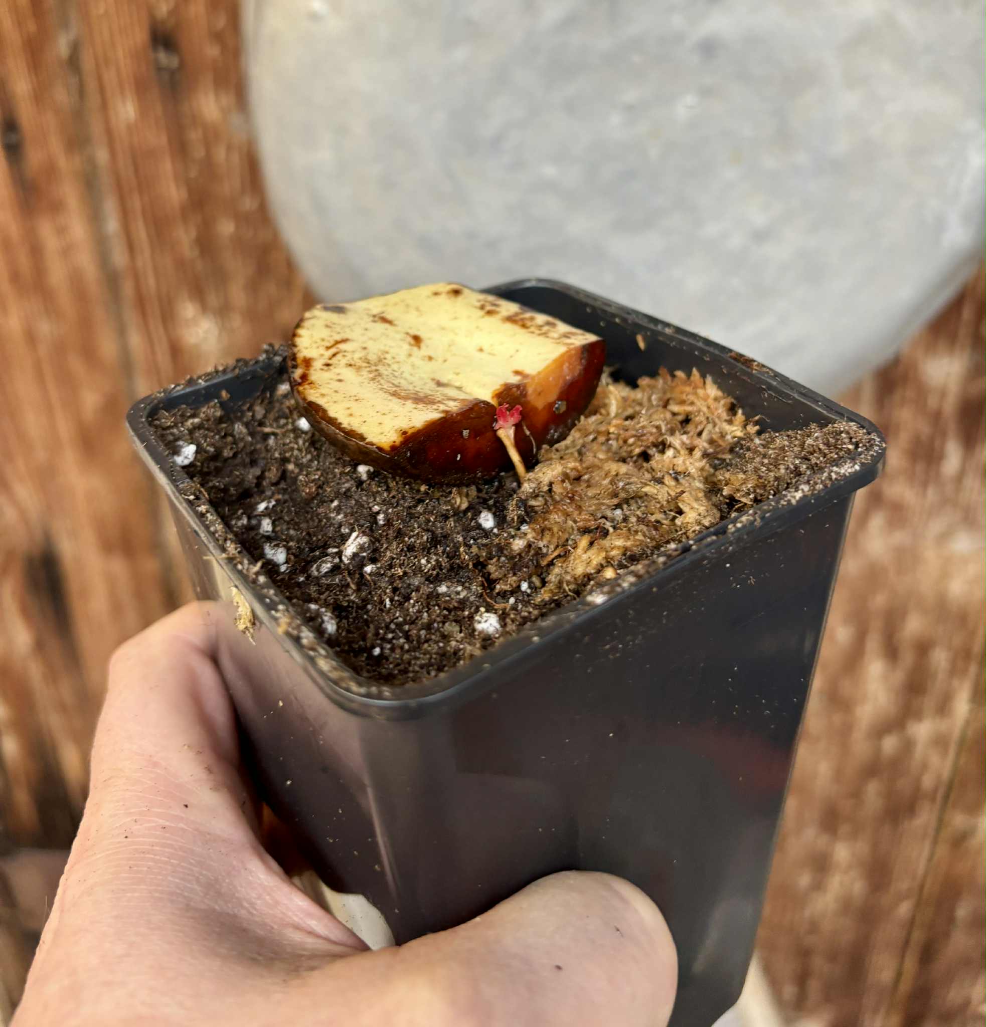 Plinia rara var. WHITE -  1 potted seedling / 1 getopfter Sämling