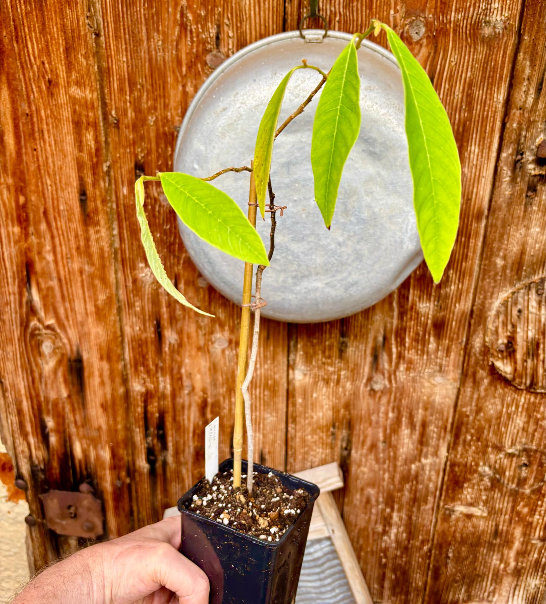 3 years old - Nonita (Annona spraguei) - 1 spotted plant / 1 getopfte Pflanze
