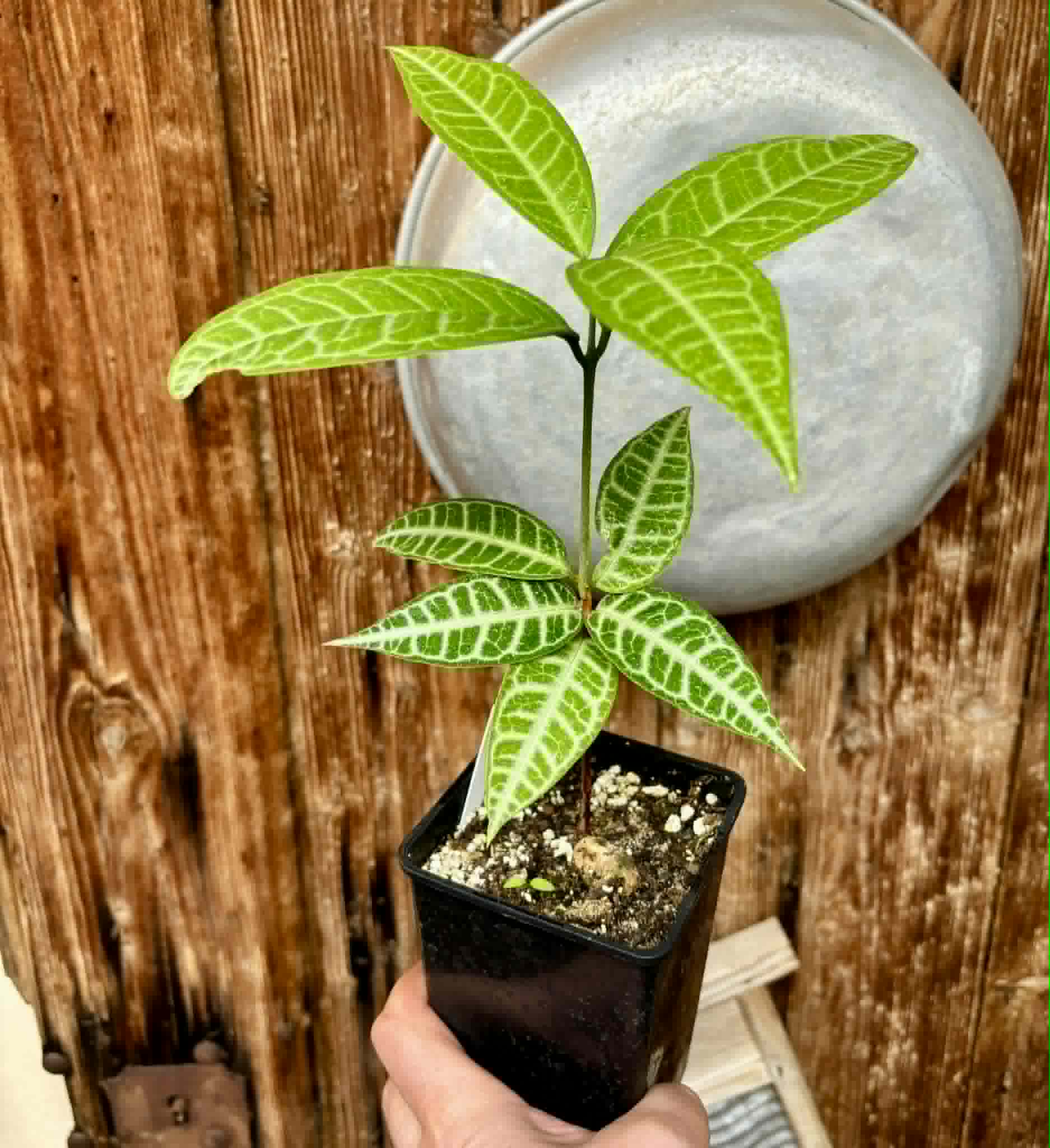 Eugenia sp Labisia -  1 potted plant / 1 getopfte Pflanze