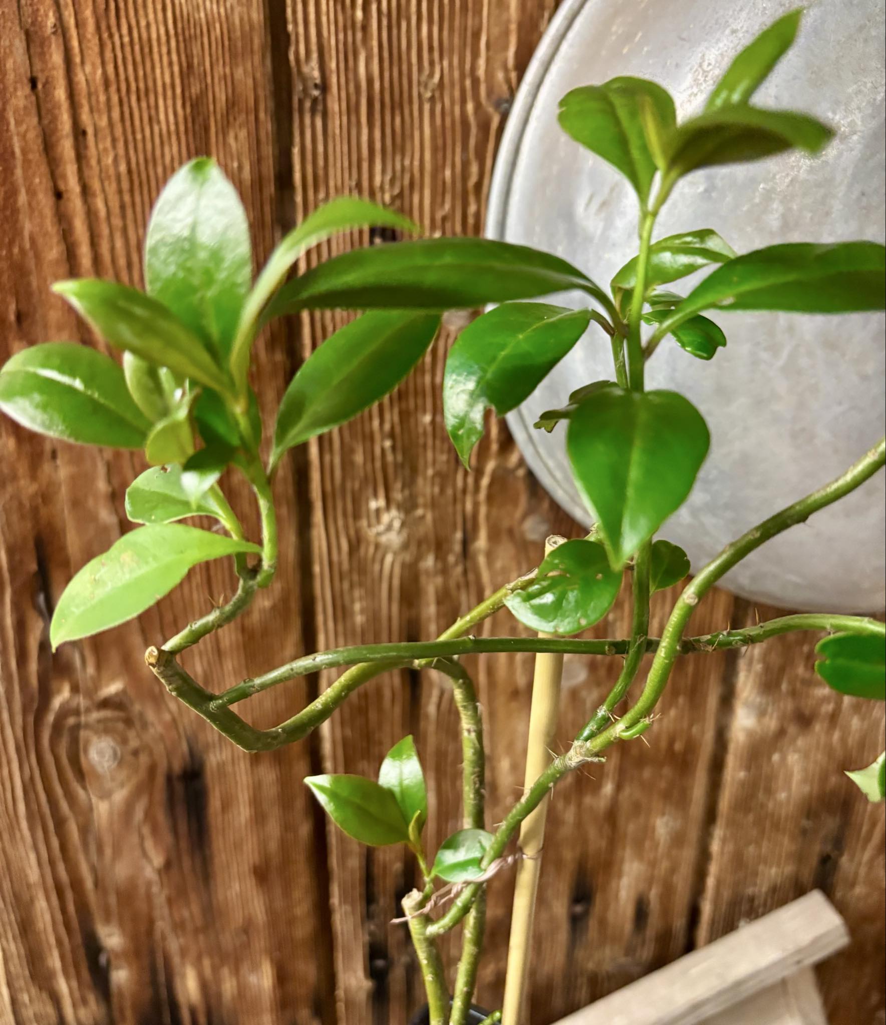 Barbados Gooseberry - Pereskia aculeata - 1 potted plant / 1 getopfte Pflanze