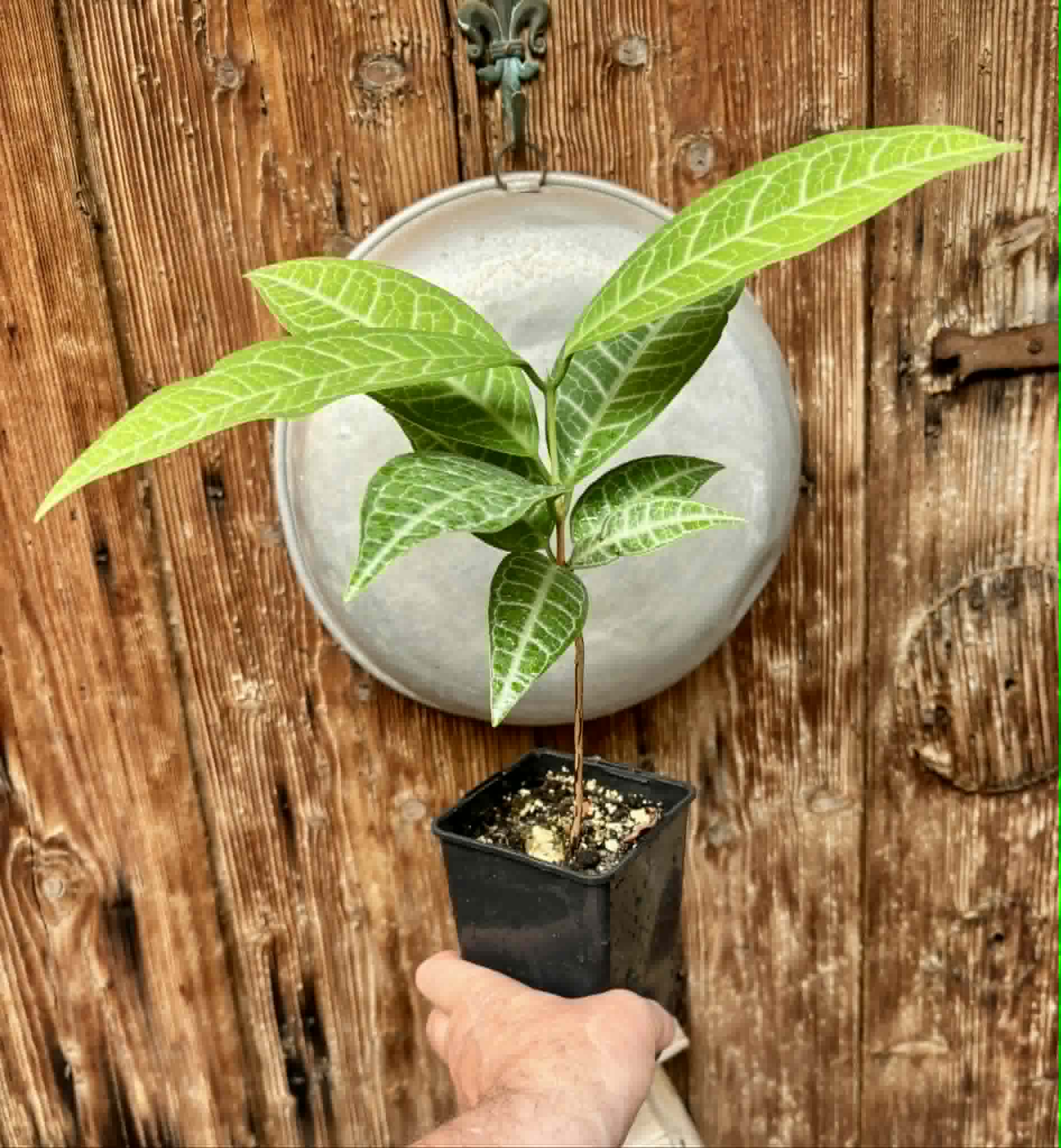 Eugenia sp Labisia -  1 potted plant / 1 getopfte Pflanze