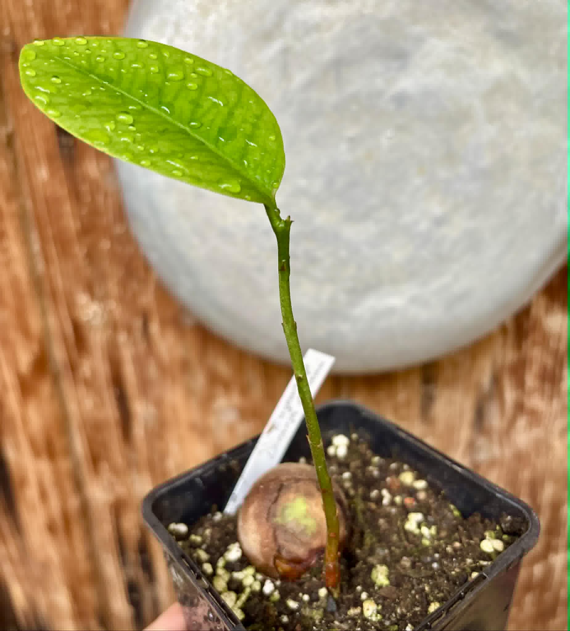 Eugenia sp Laranja Camamu - 1 potted seedling / 1 getopfter Sämling