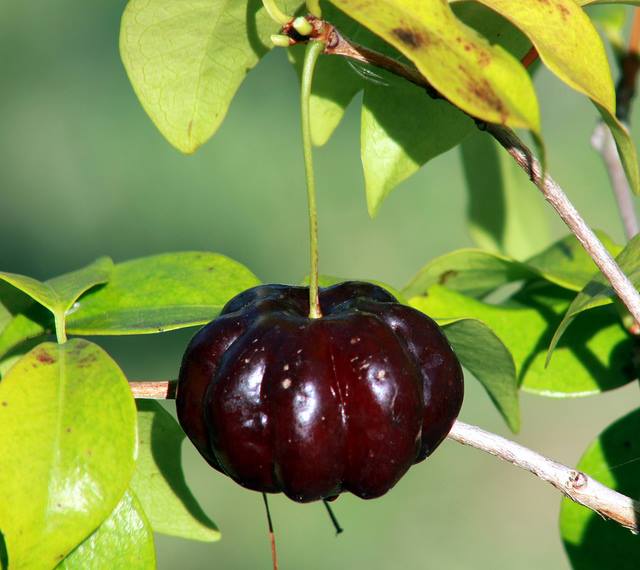 Eugenia uniflora var. black - cultivated variety / 1 potted plant / 1 getopfte Pflanze Kopie
