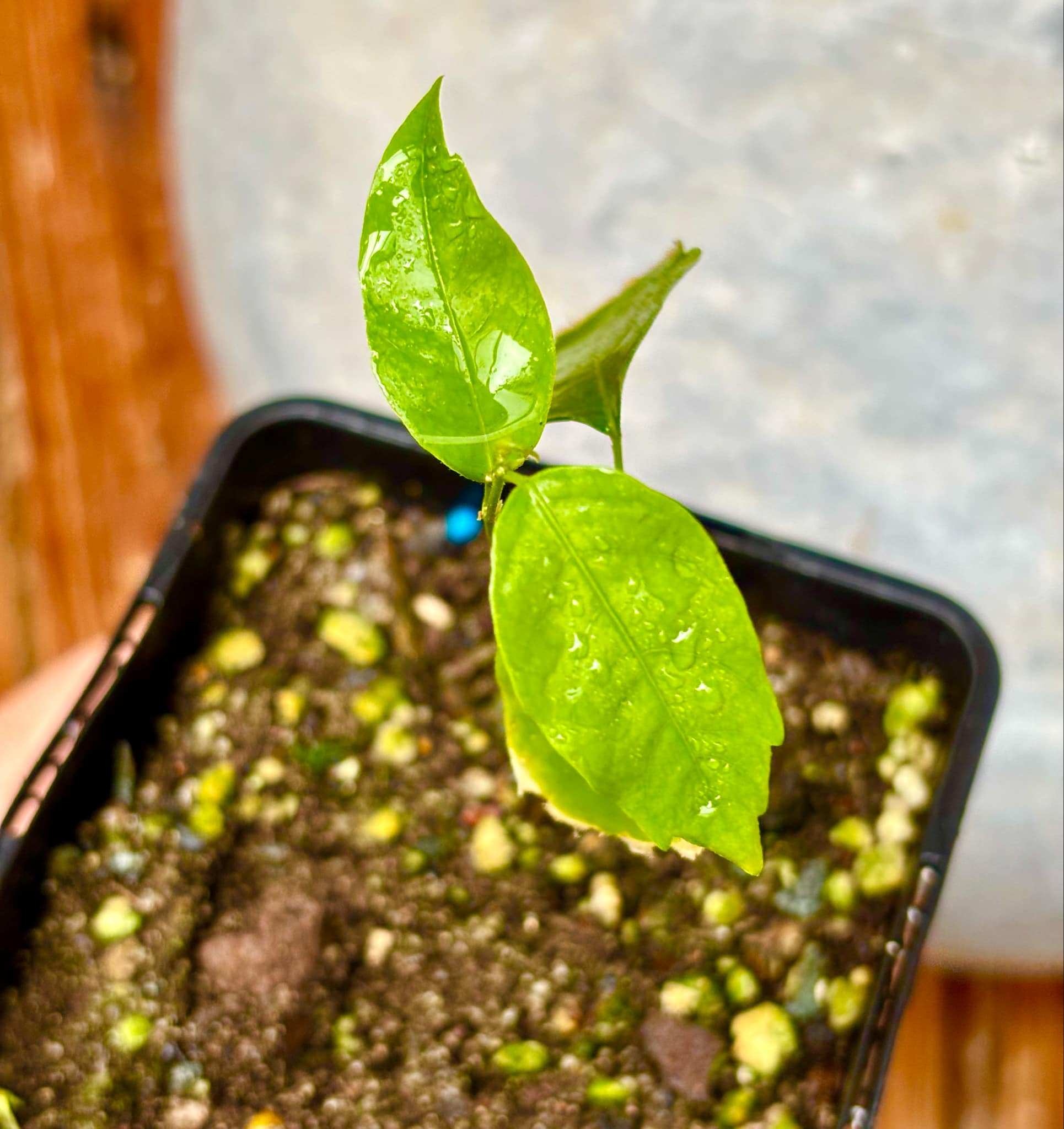 Guaraná (Paullinia cupana) - 1 small potted seedling / 1 kleiner, getopfter Sämling 