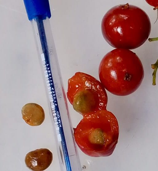 Neomitranthes sp Rubi - 1 germinated seed / 1 gekeimter Samen