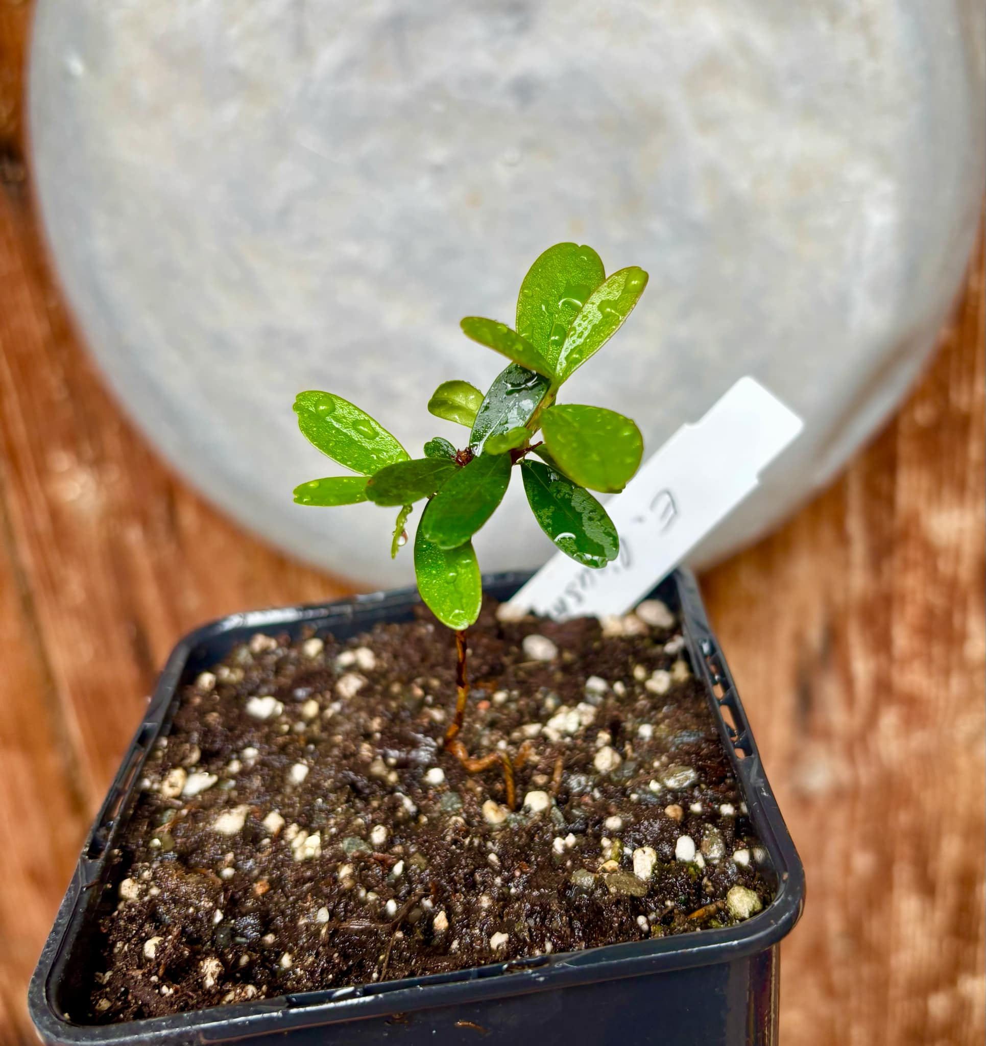 Eugenia ligustrina - 1 potted plant / 1 getopfte Pflanze