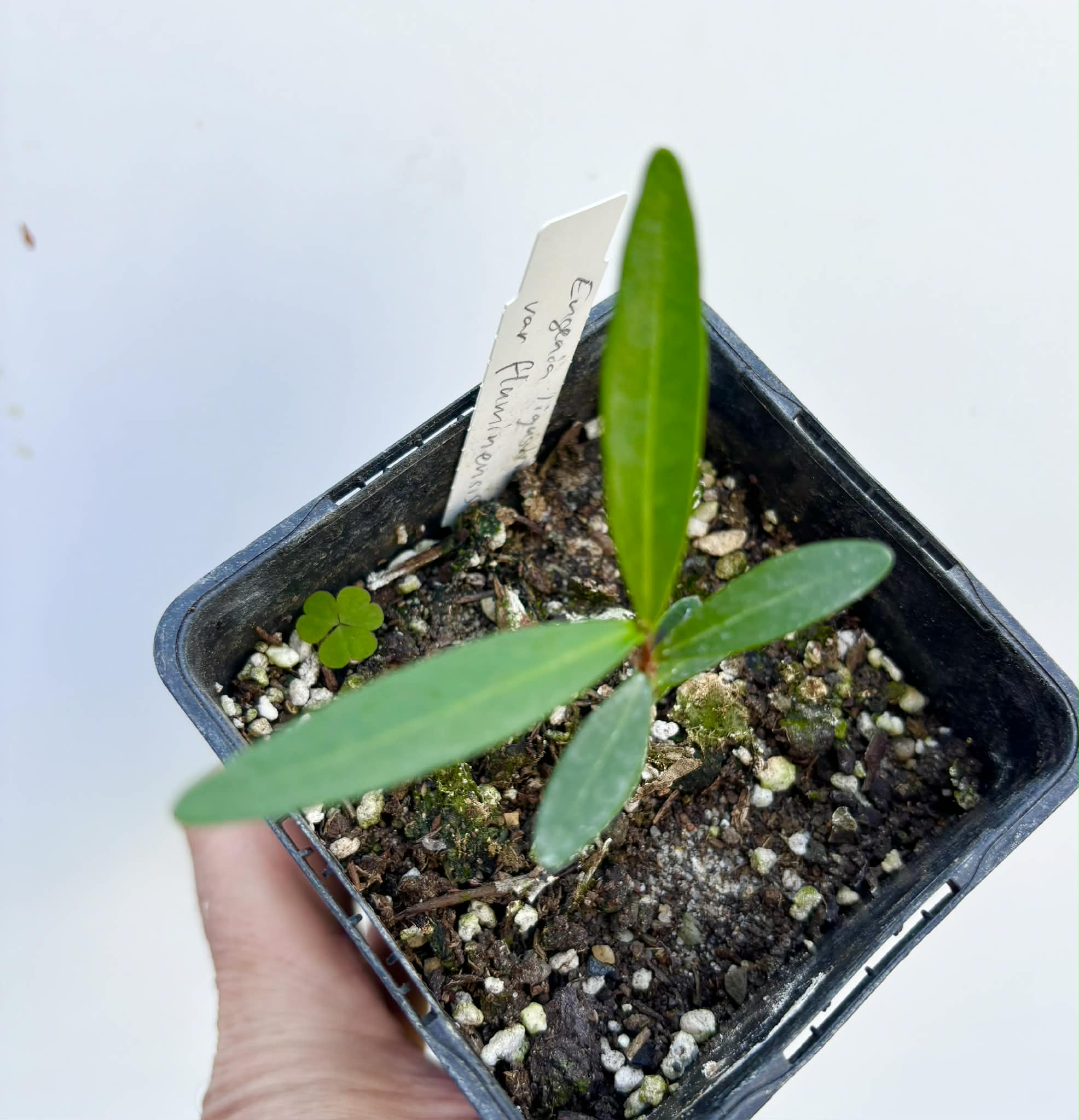 Eugenia ligustrina var. fluminensis - 1 potted seedling / 1 getopfter Sämling