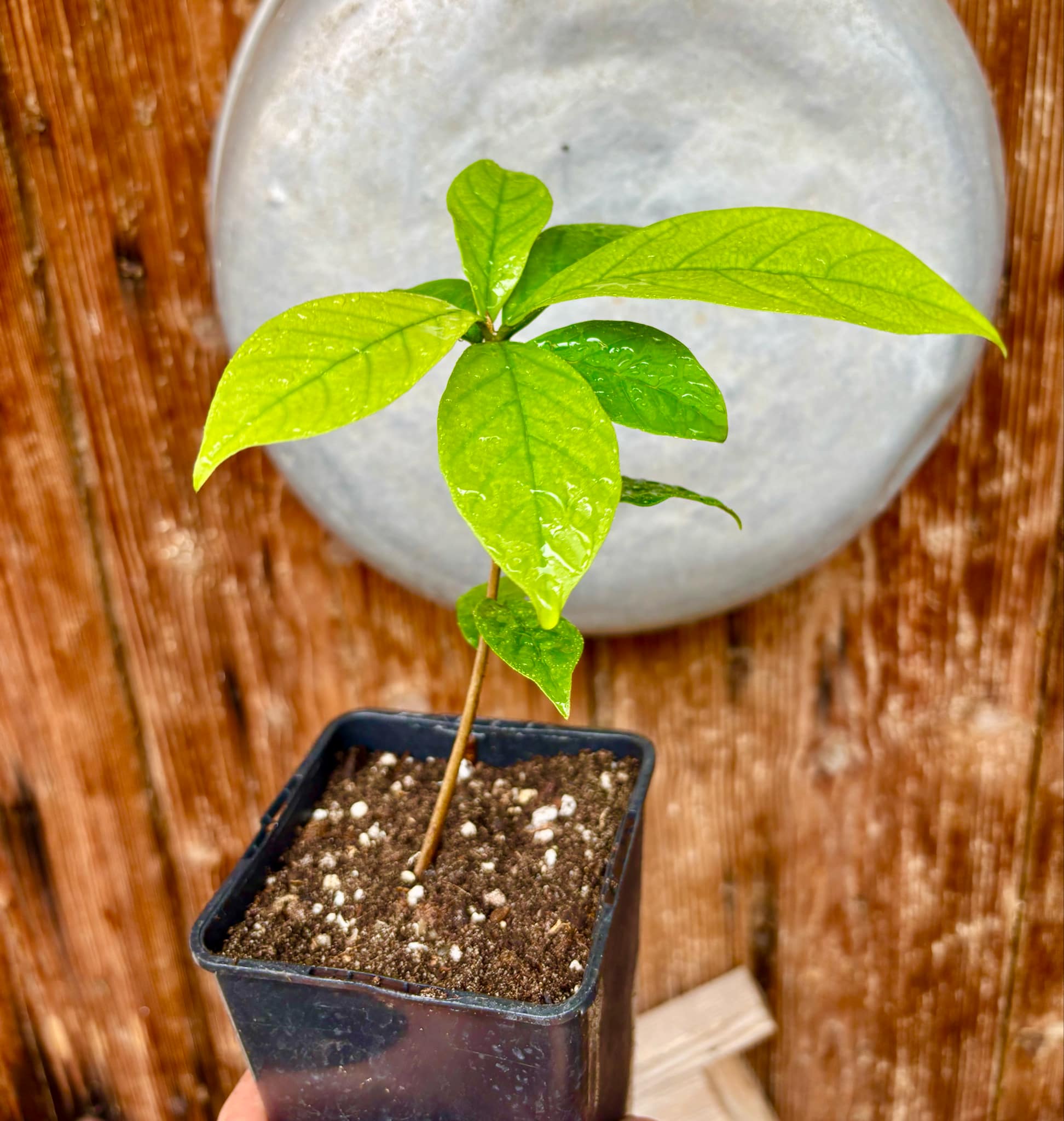 Marmixa (Pradosia lactescens) - 1 potted plant / 1 getopfte Pflanze