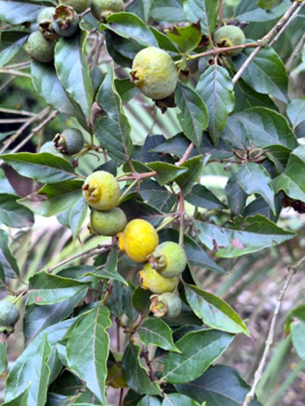 Campomanesia eugenioides - Rare exotic plant - Seltene exotische Pflanze