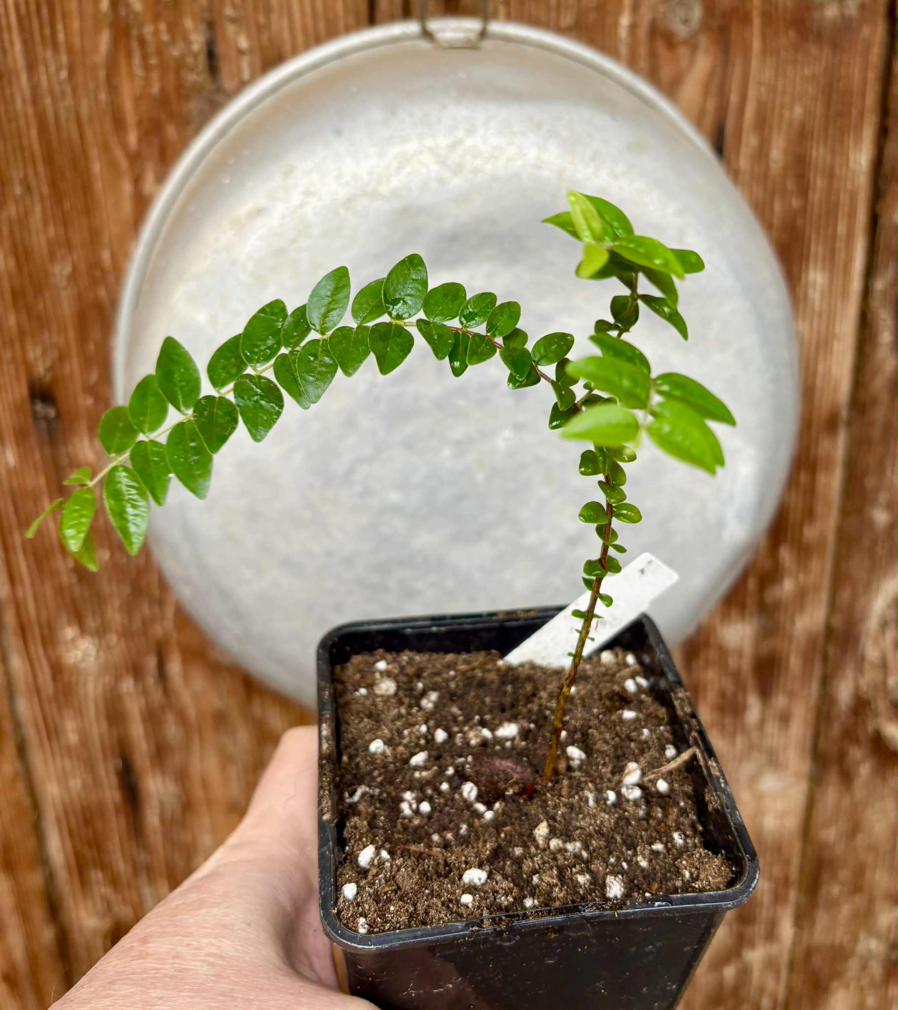 Myrciaria sp Pastora Nr. B - 1 potted seedling / 1 getopfter Sämling