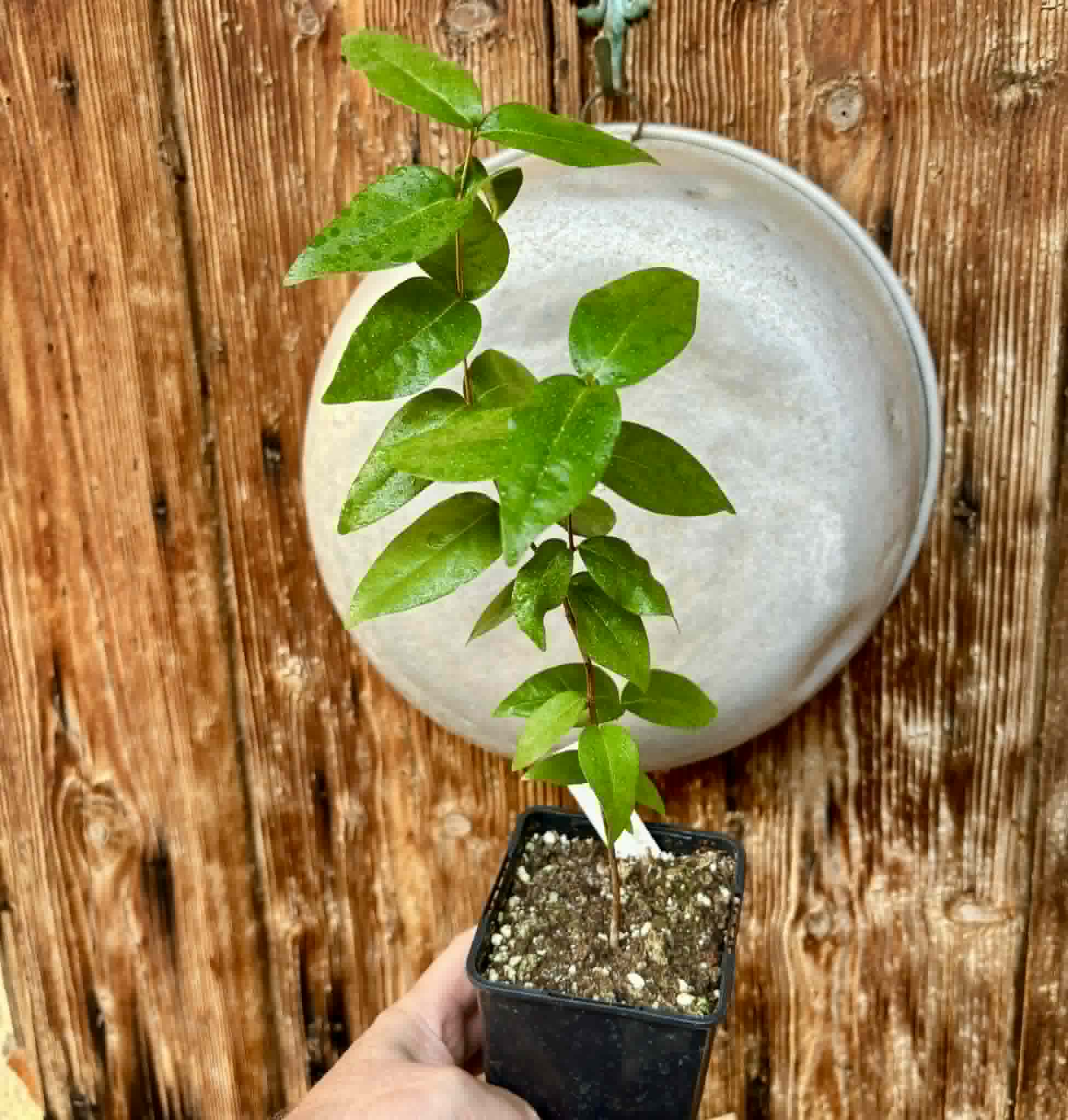 Eugenia uniflora var. red  - cultivated variety / 1 potted plant / 1 getopfte Pflanze