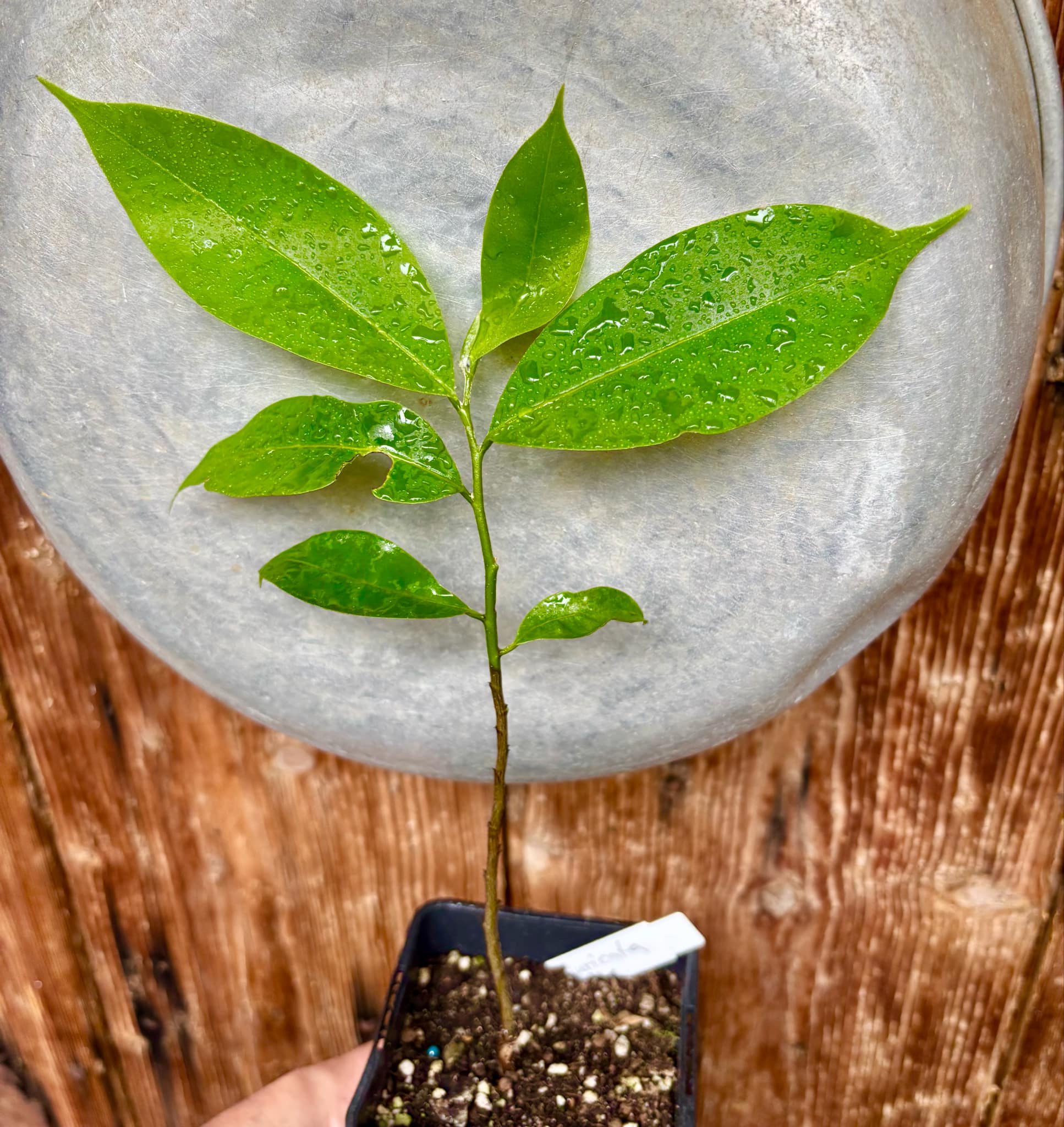 Annona muricata - Soursop / Stachelannone fiberless - 1 potted plant / 1 getopfte Pflanze