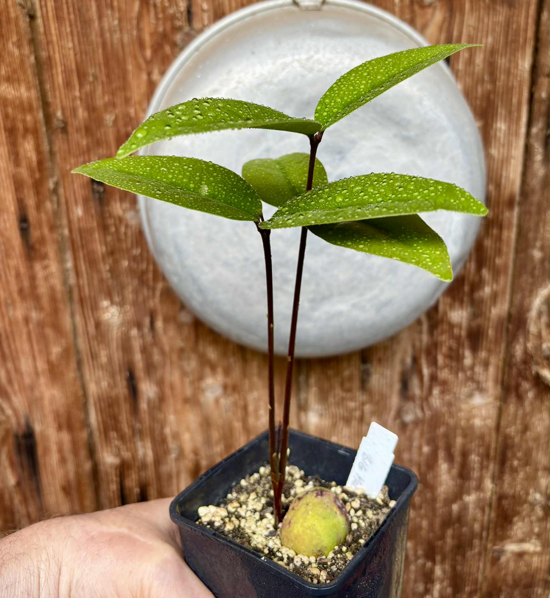 Eugenia sp Maca BIG -  1 potted seedling / 1 getopfter Sämling