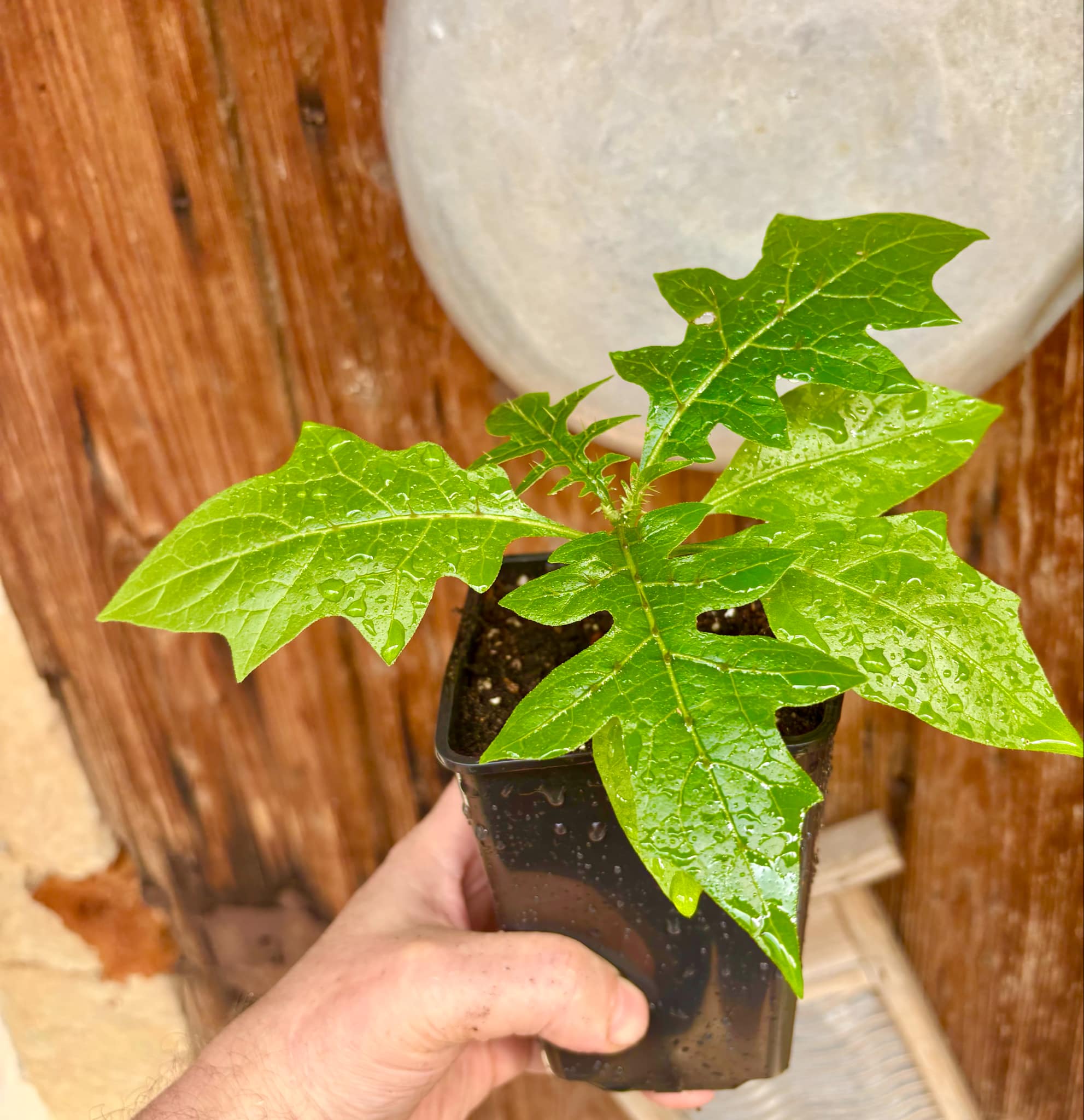 Solanum schizandrum - 1 small, potted seedling / 1 kleiner, getopfter Sämling