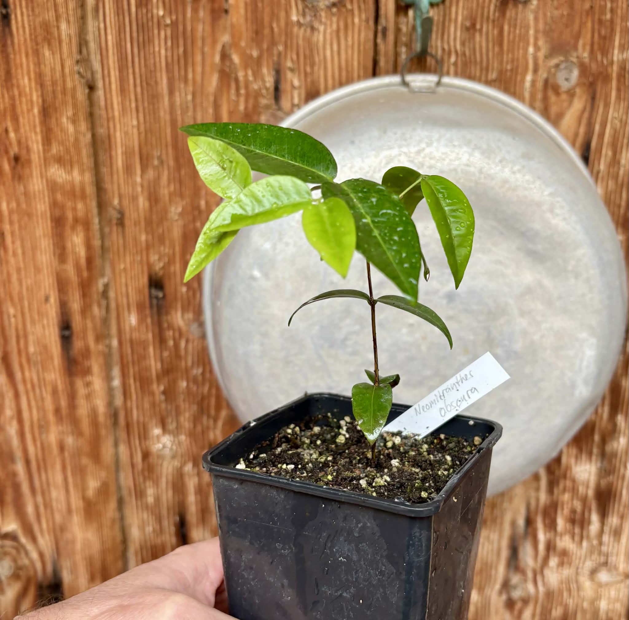Neomitranthes obscura - 1 potted seedling/ 1 getopfter Sämling