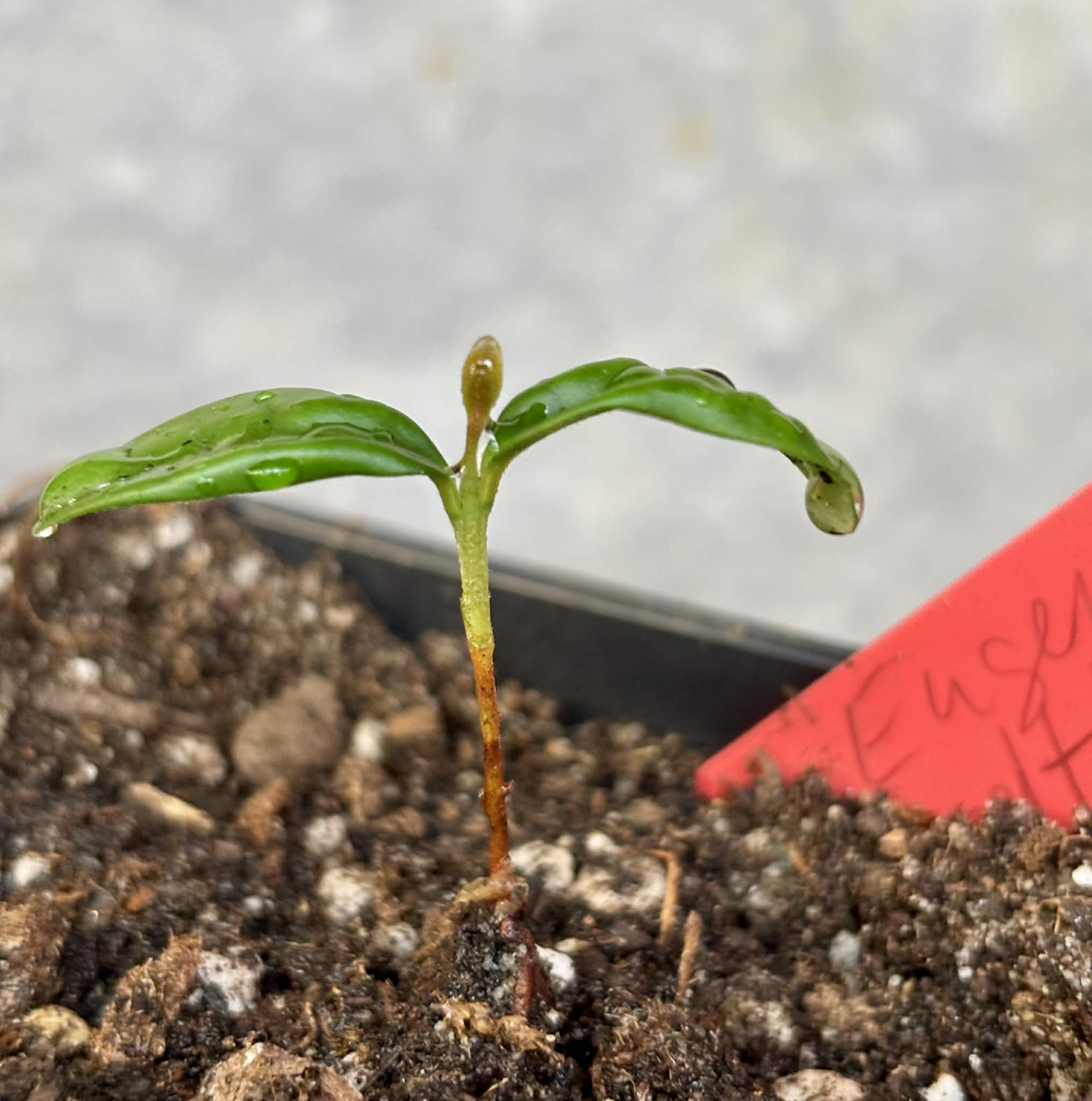 Eugenia reinwardtiana - Cedarbay Cherry -  1 potted seedling / 1 getopfter Sämling