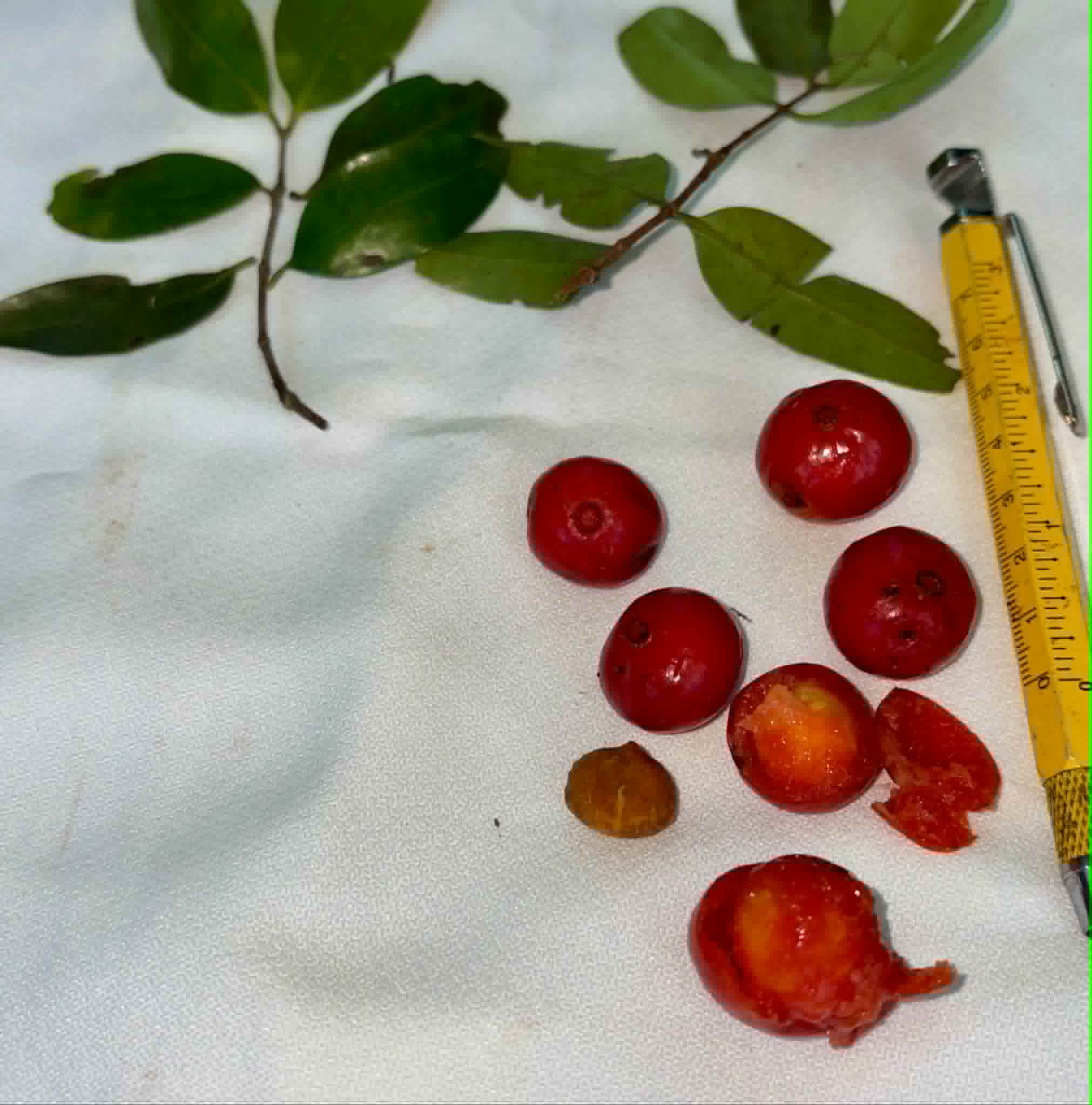 Pre Order - Mouriri sp rubra formosa - 1 fresh seed / 1 frischer Samen