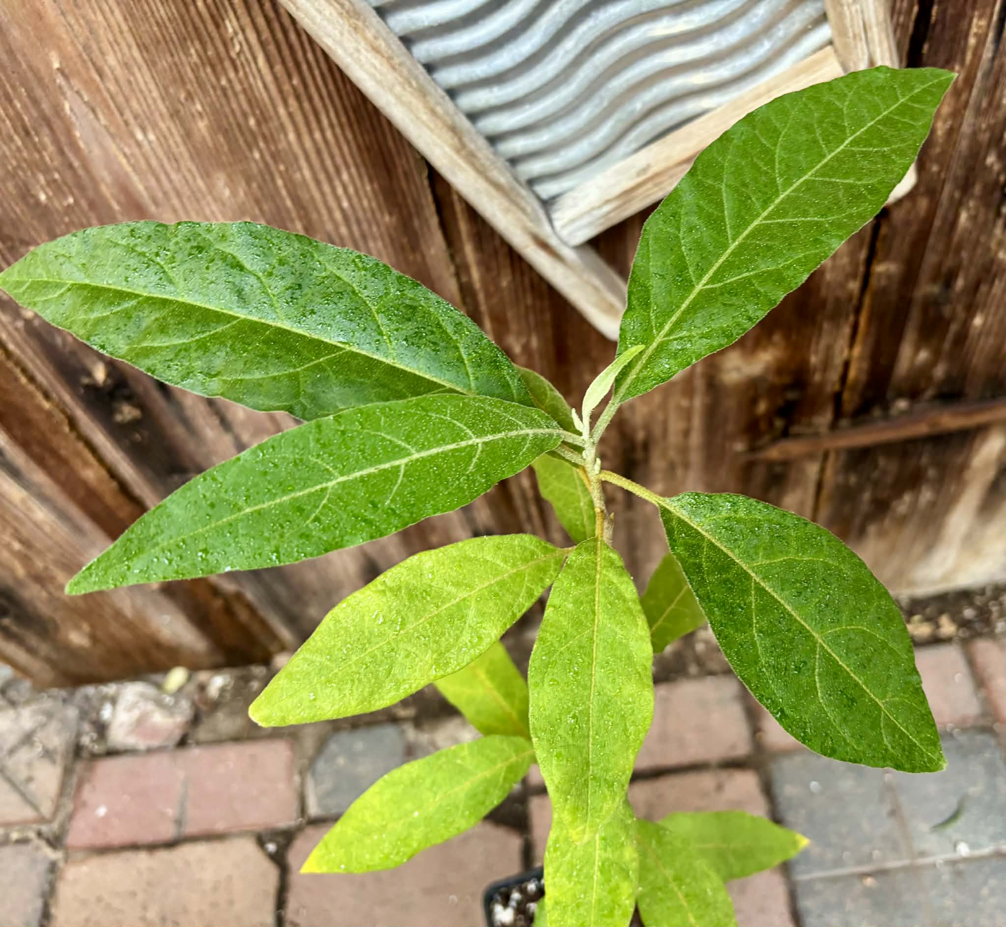 Solanum sp. Mata Escura - 1 potted plant / 1 getopfte Pflanze