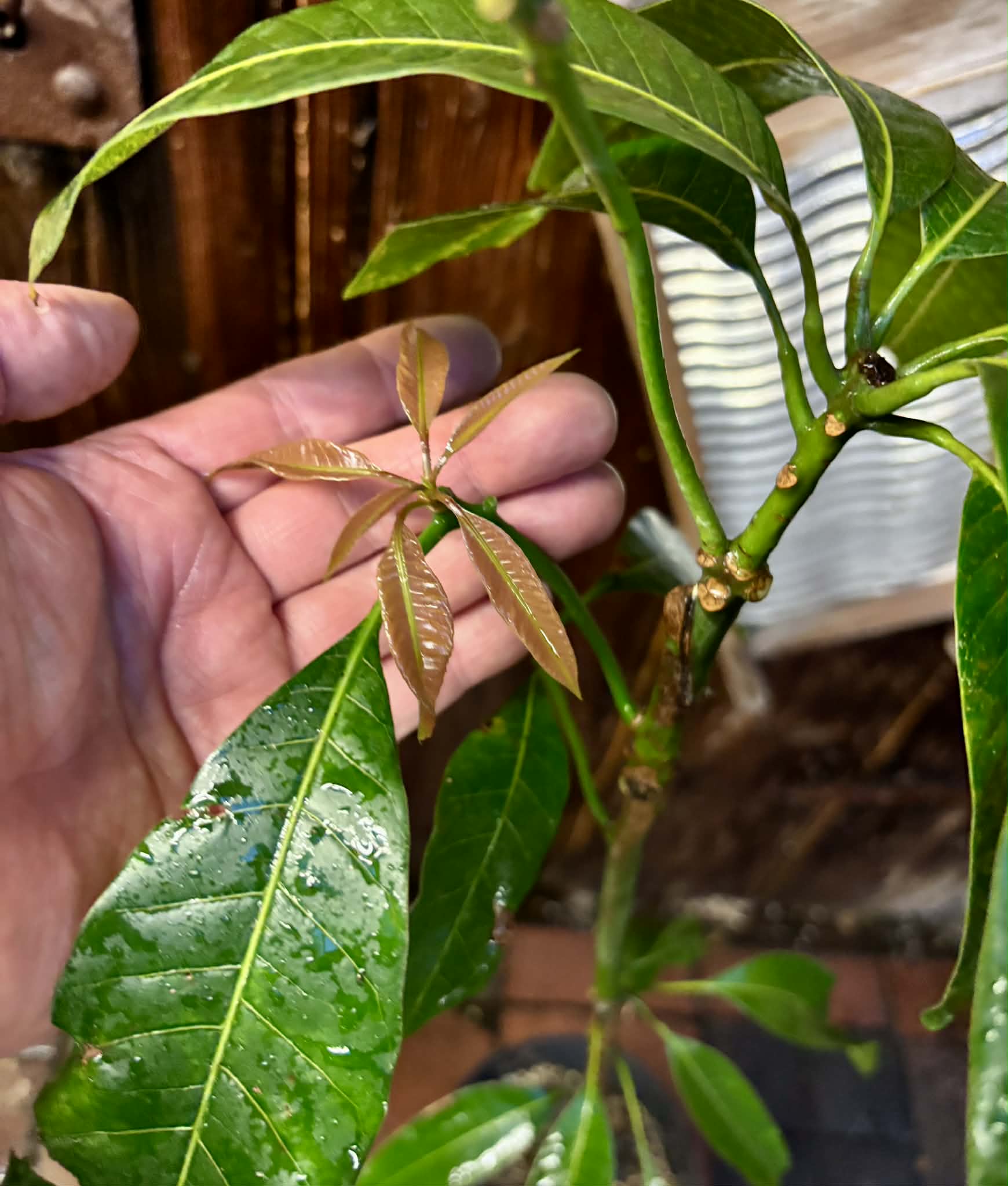 Mango Palmer (Mangifera indica) - GRAFTED - 1 potted plant / 1 getopfte Pflanze