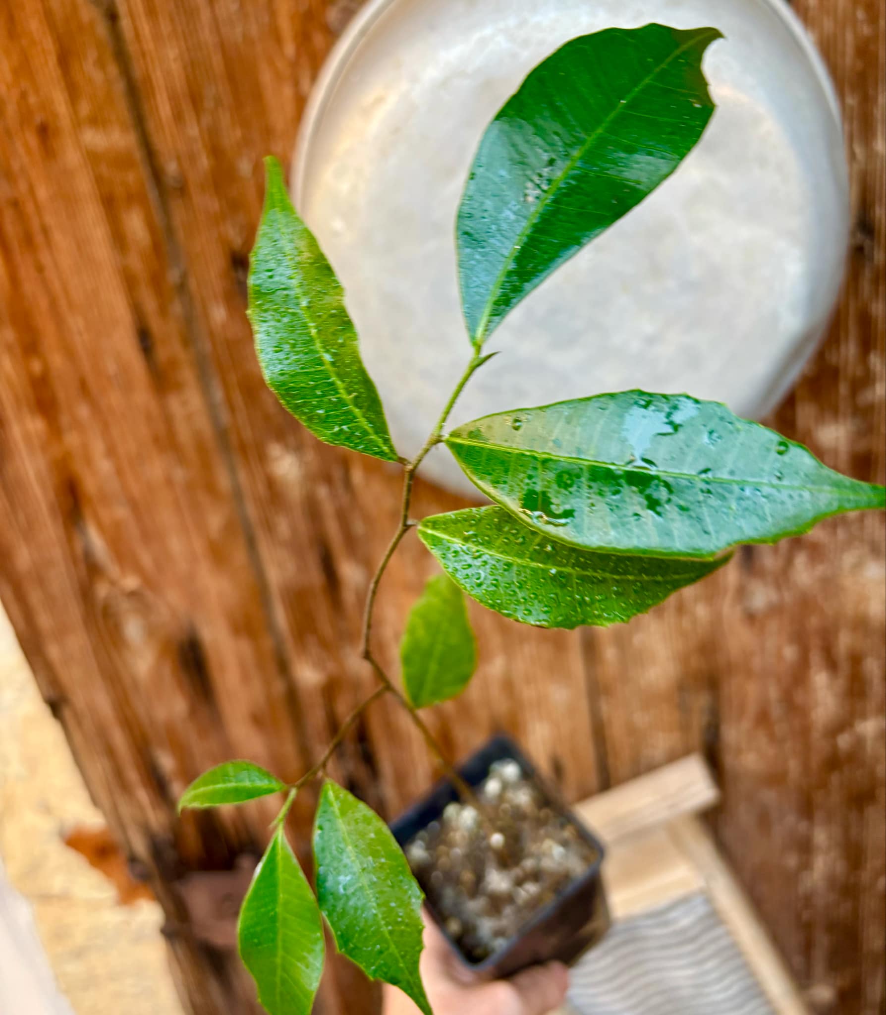 Brosimum alicastrum - Maya nut / Maya Nuss - 1 potted plant / 1 getopfte Pflanze