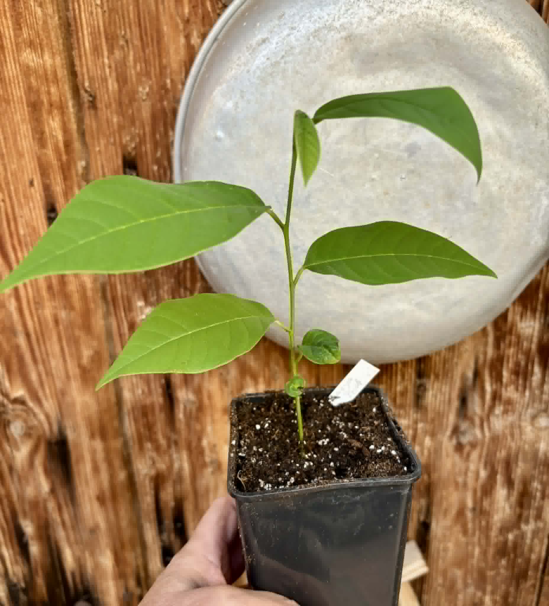 Atemoya Thompson - 1 potted plant / 1 getopfte Pflanze