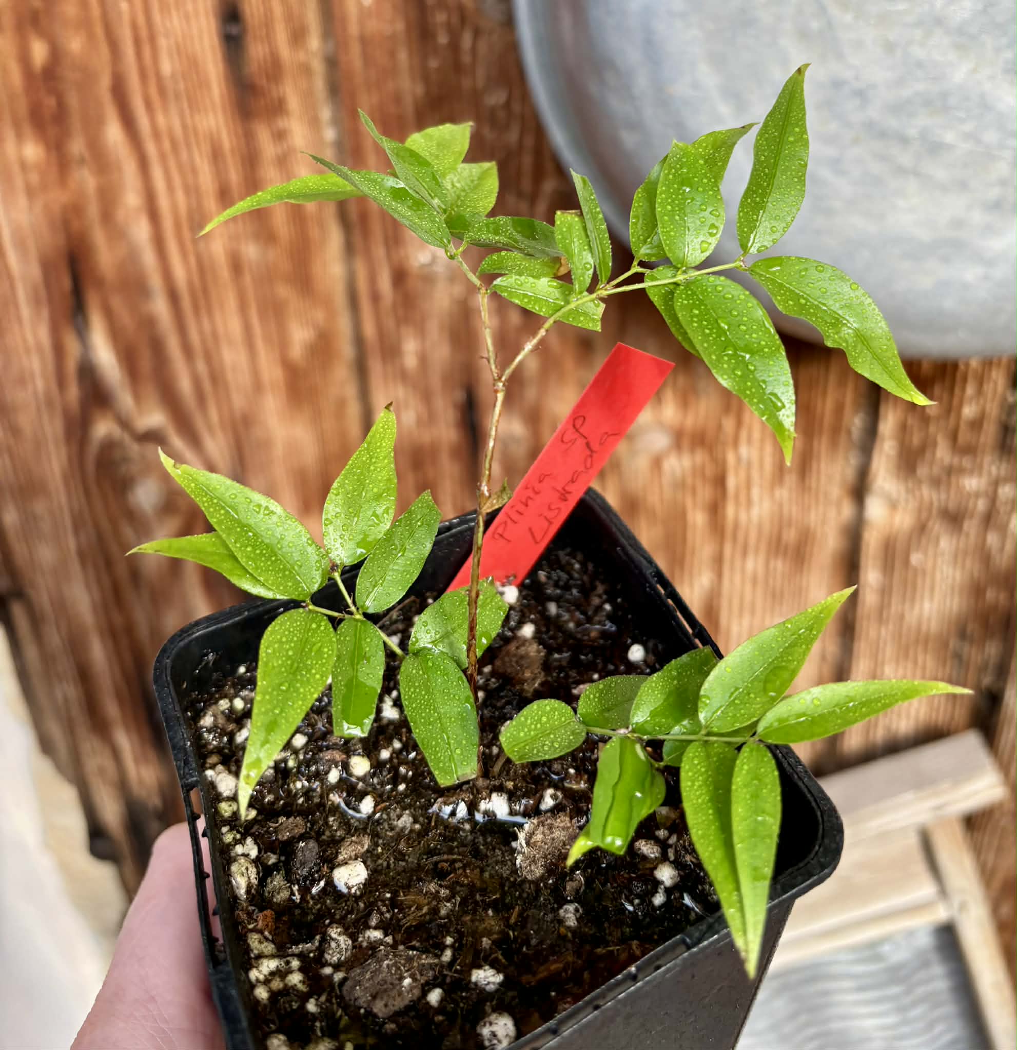 Plinia sp. Listrada - 1 potted seedling / 1 getopfter Sämling