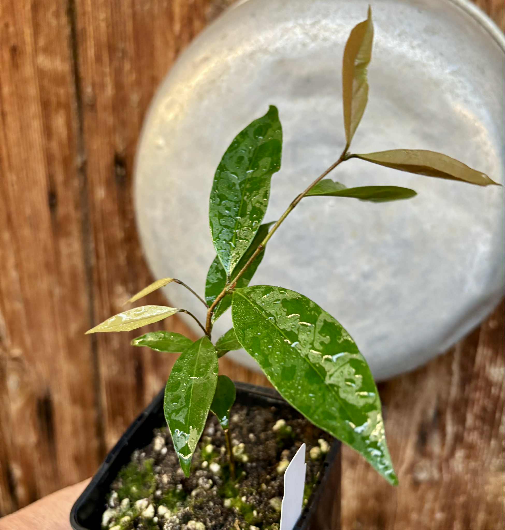 Eugenia sp Belmonte -  1 potted seedling / 1 getopfter Sämling