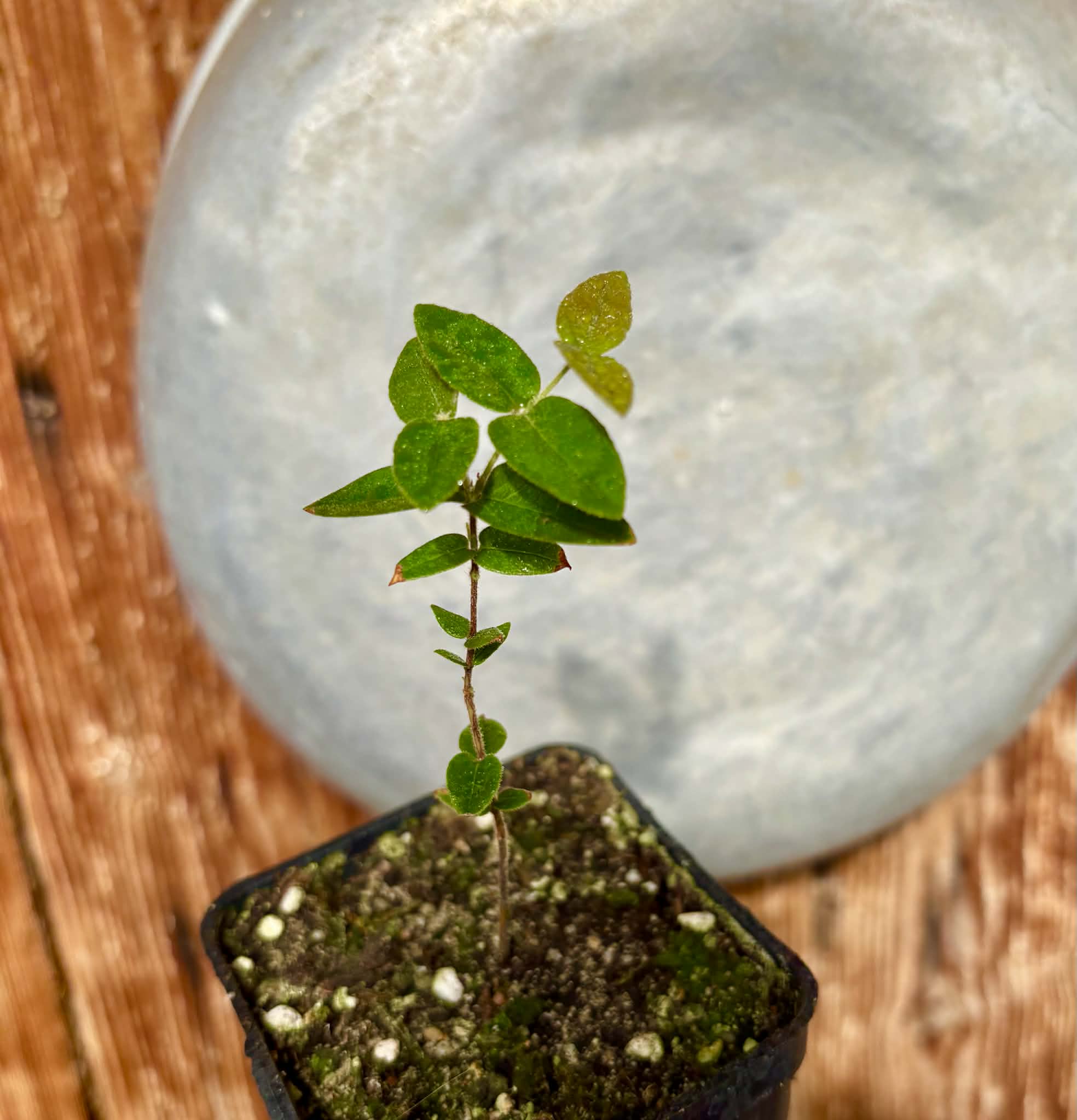Myrciaria caerulescens (Roxa - Blue Guaquiea) - 1 potted seedling / 1 getopfter Sämling