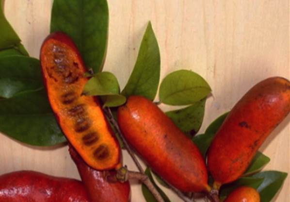 Fingersop (Meiogyne cylindrocarpa) - 1 fresh seed / 1 frischer Samen