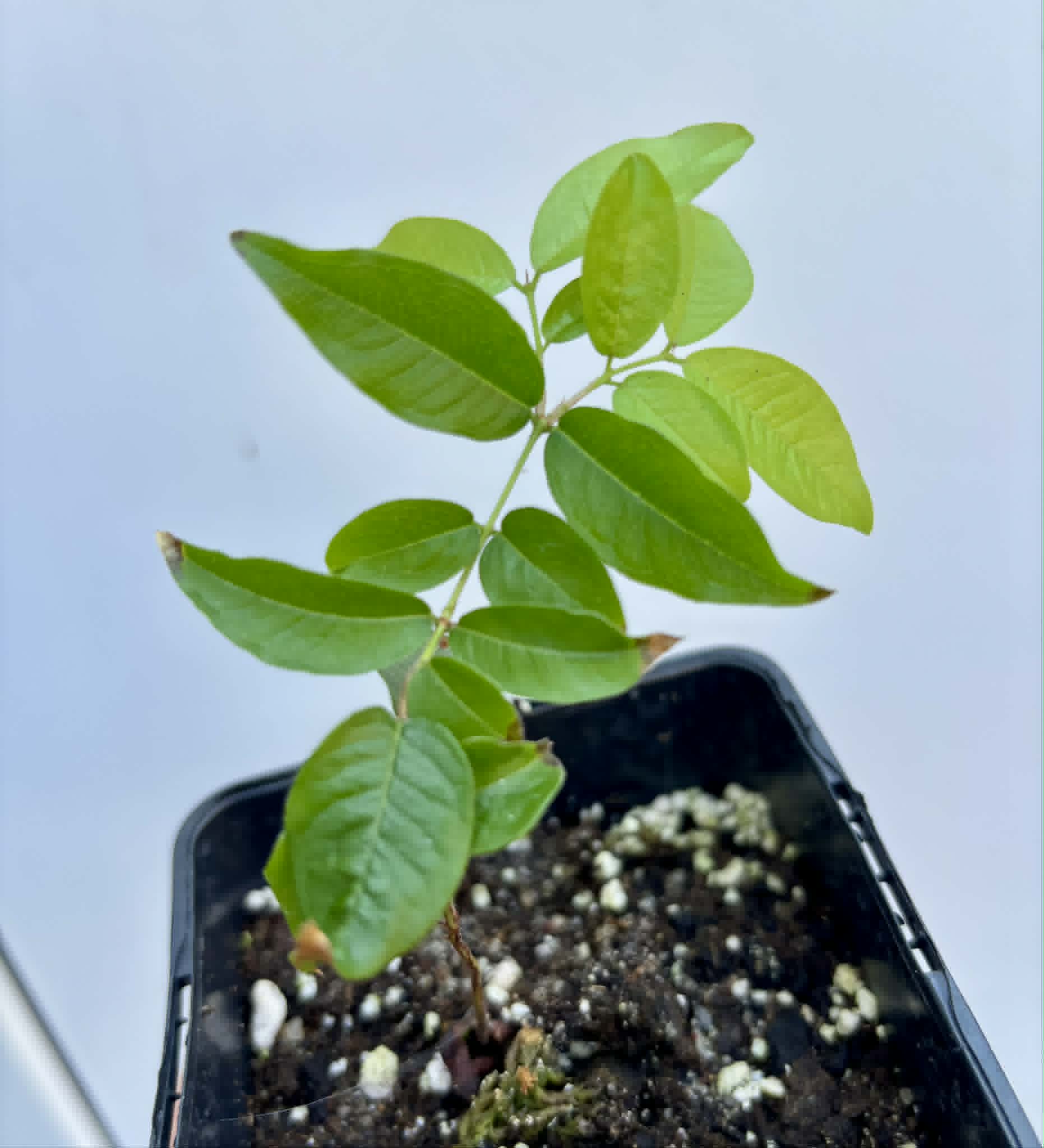 Plinia povedae - 1 potted seedling / 1 getopfter Sämling