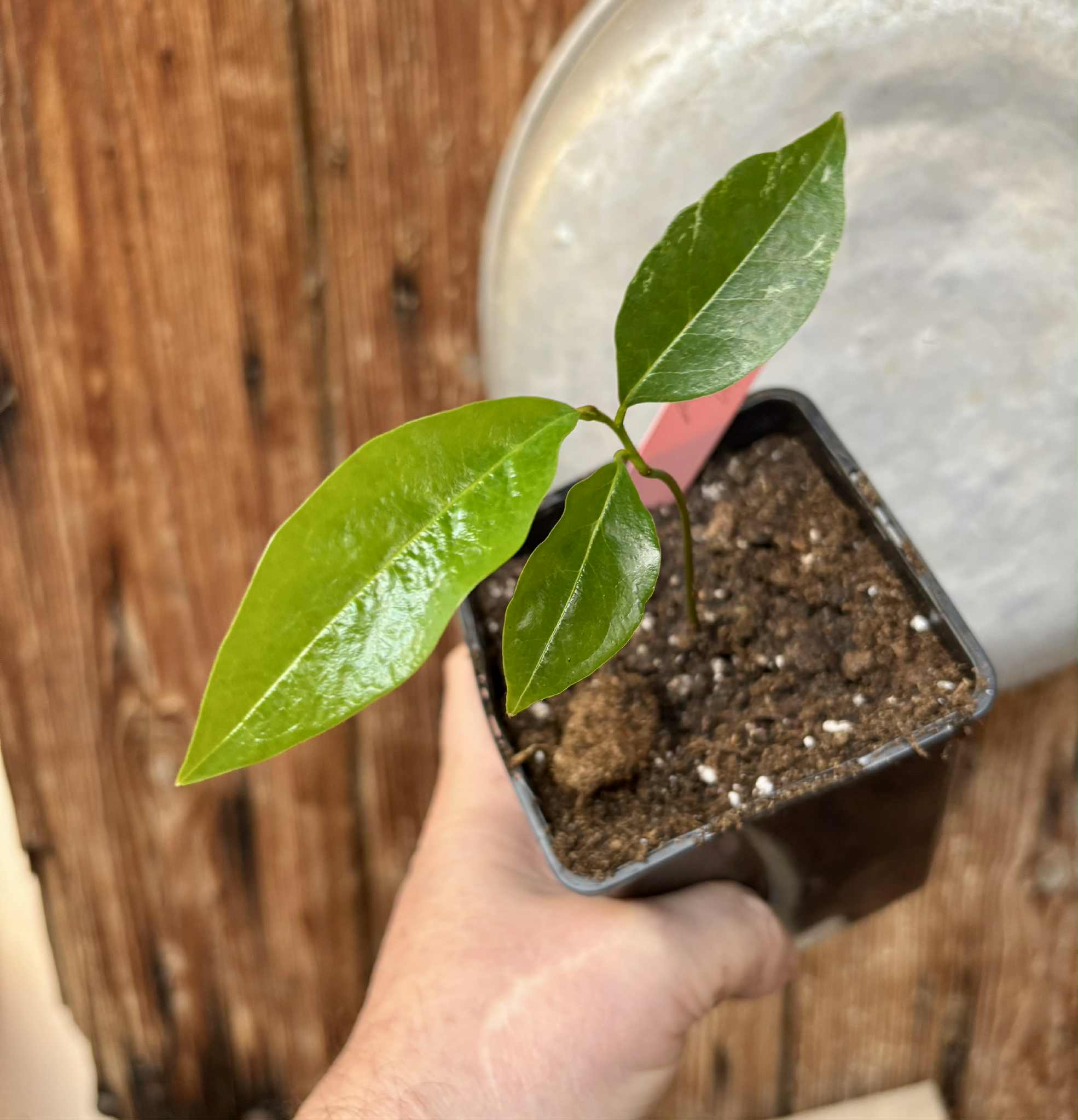 Annona muricata - Soursop / Stachelannone - 1 potted seedling / 1 getopfter Sämling
