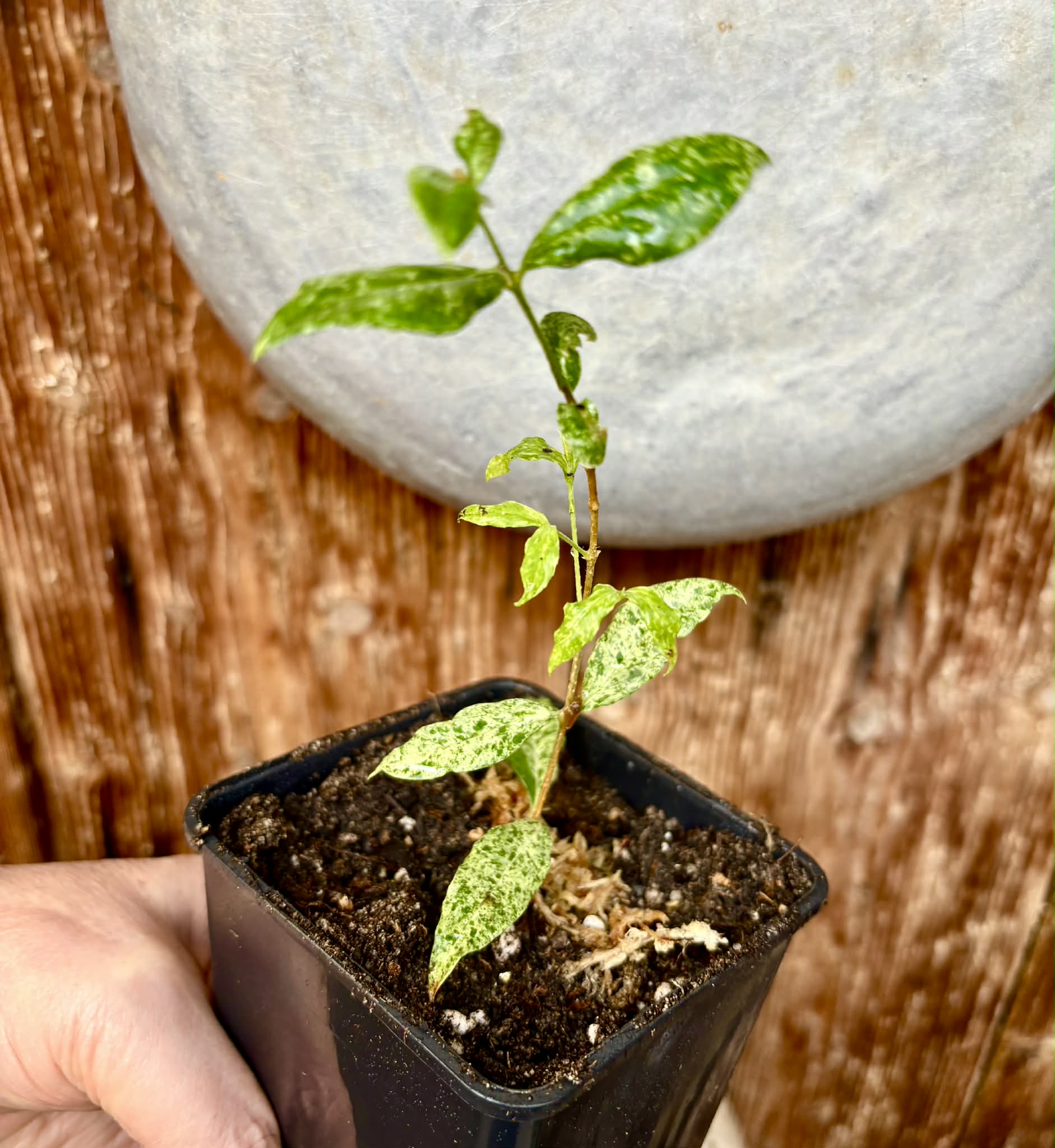 from flowering mother plant - variegated Acerola (Malpighia glabra) - 1 potted rooted cutting / 1 getopfter, bewurzelter Steckling