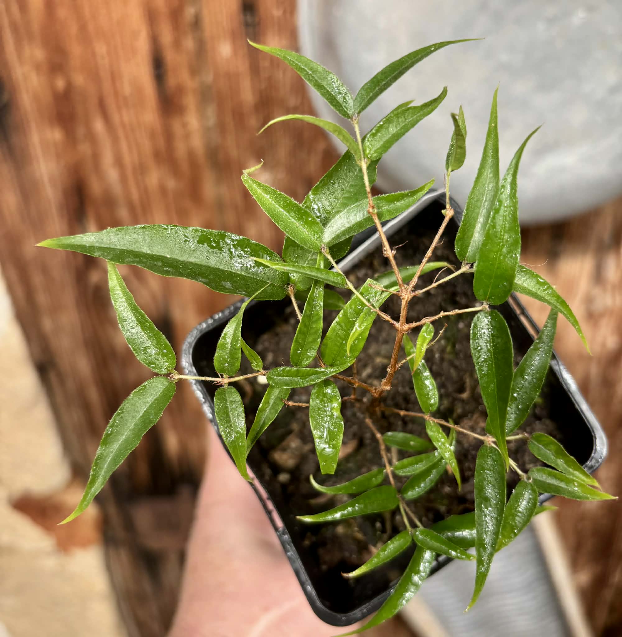 Plinia sp Cabo longo Sao Joao -  1 potted seedling / 1  getopfter Sämling 
