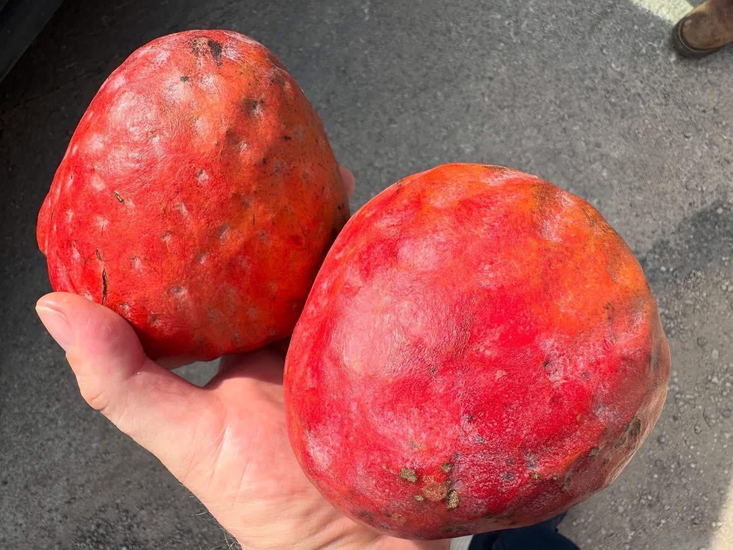 Annona reticulata var Red- 1 fresh seed / 1 frischer Samen