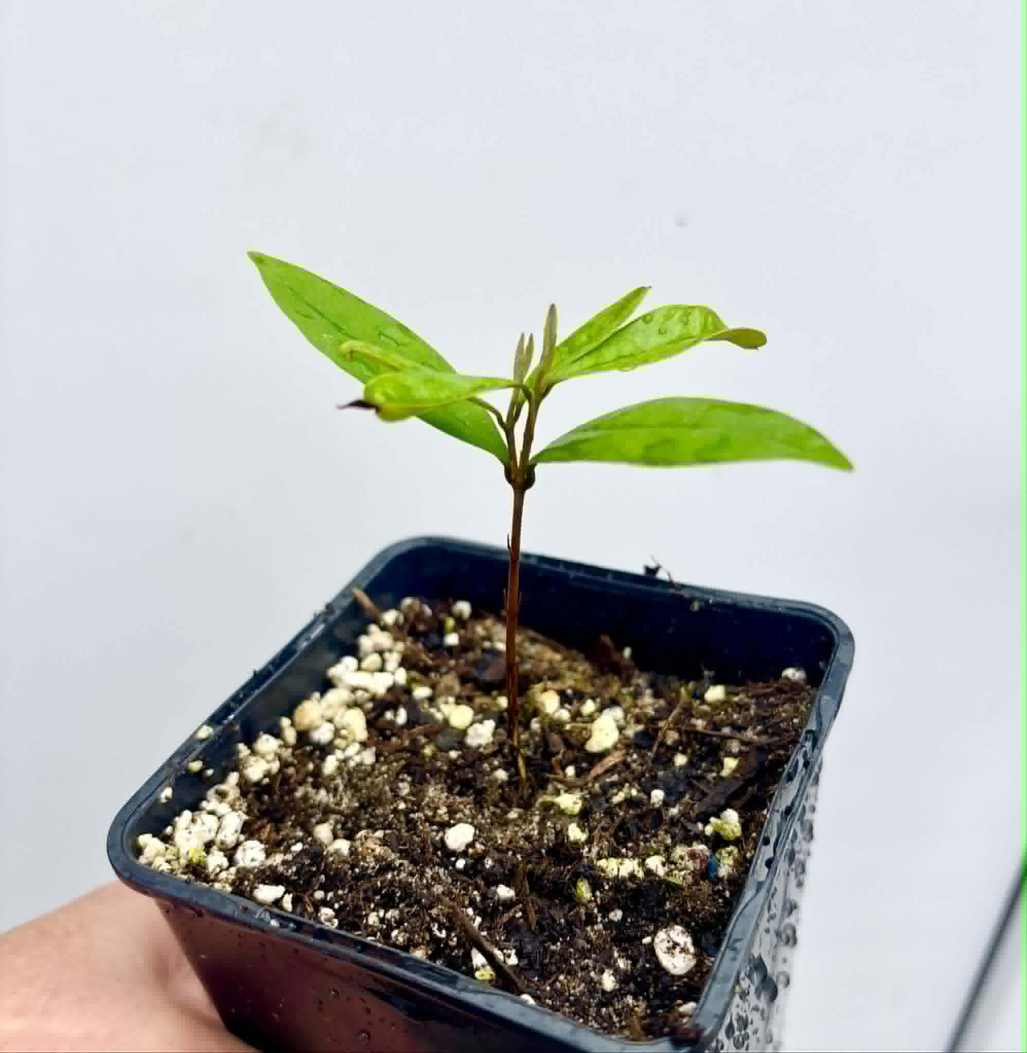 Eugenia sp Roxa do Rio - 1 potted seedling / 1 getopfter Sämling
