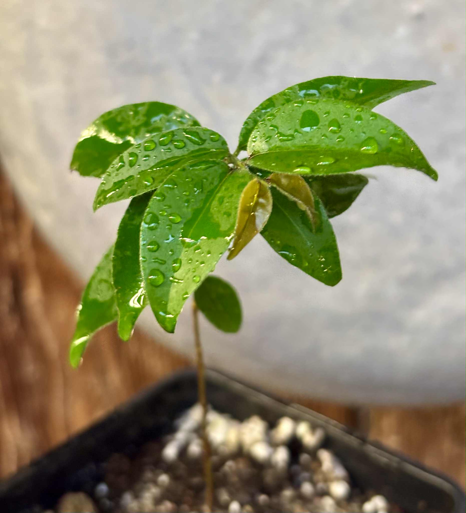 Eugenia sp Guajuba suave -  1 potted seedling / 1 getopfter Sämling