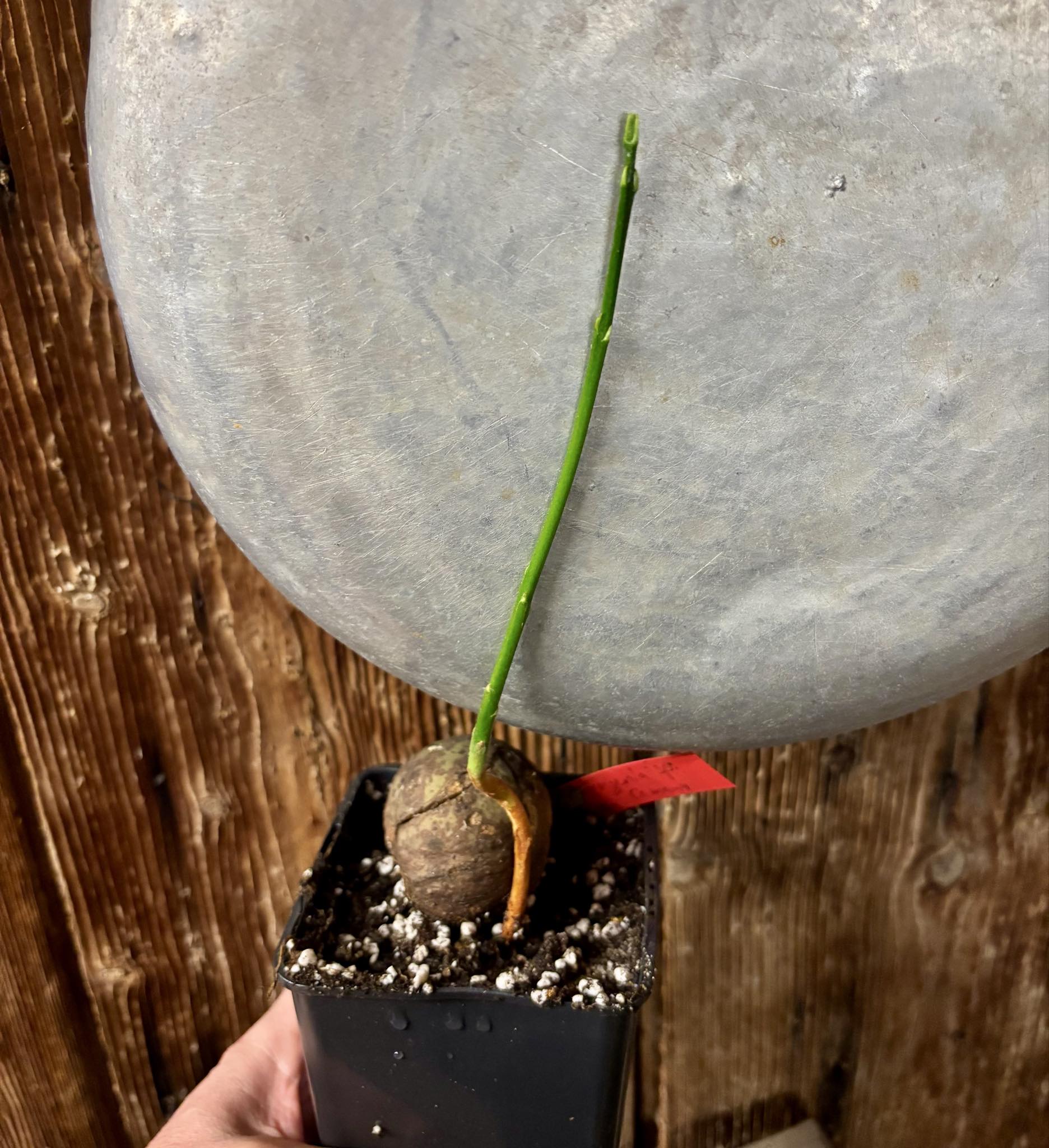 Eugenia sp Laranja Camamu - 1 potted seedling / 1 getopfter Sämling