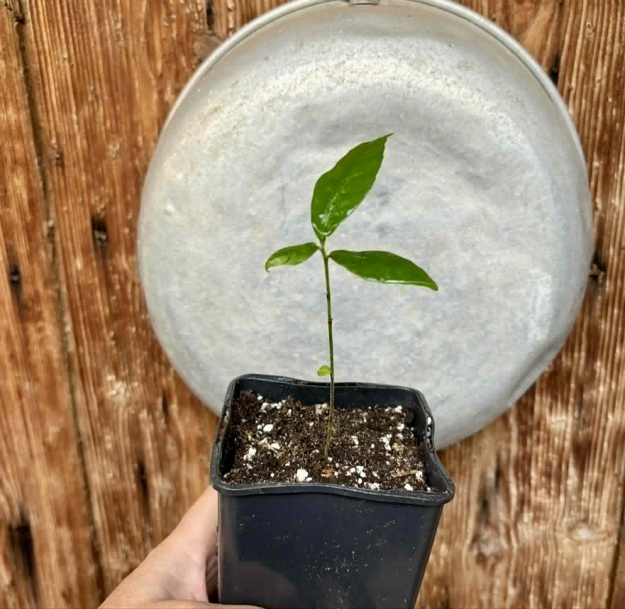 Pseudolmedia laevis - 1 potted seedling / 1 getopfter Sämling