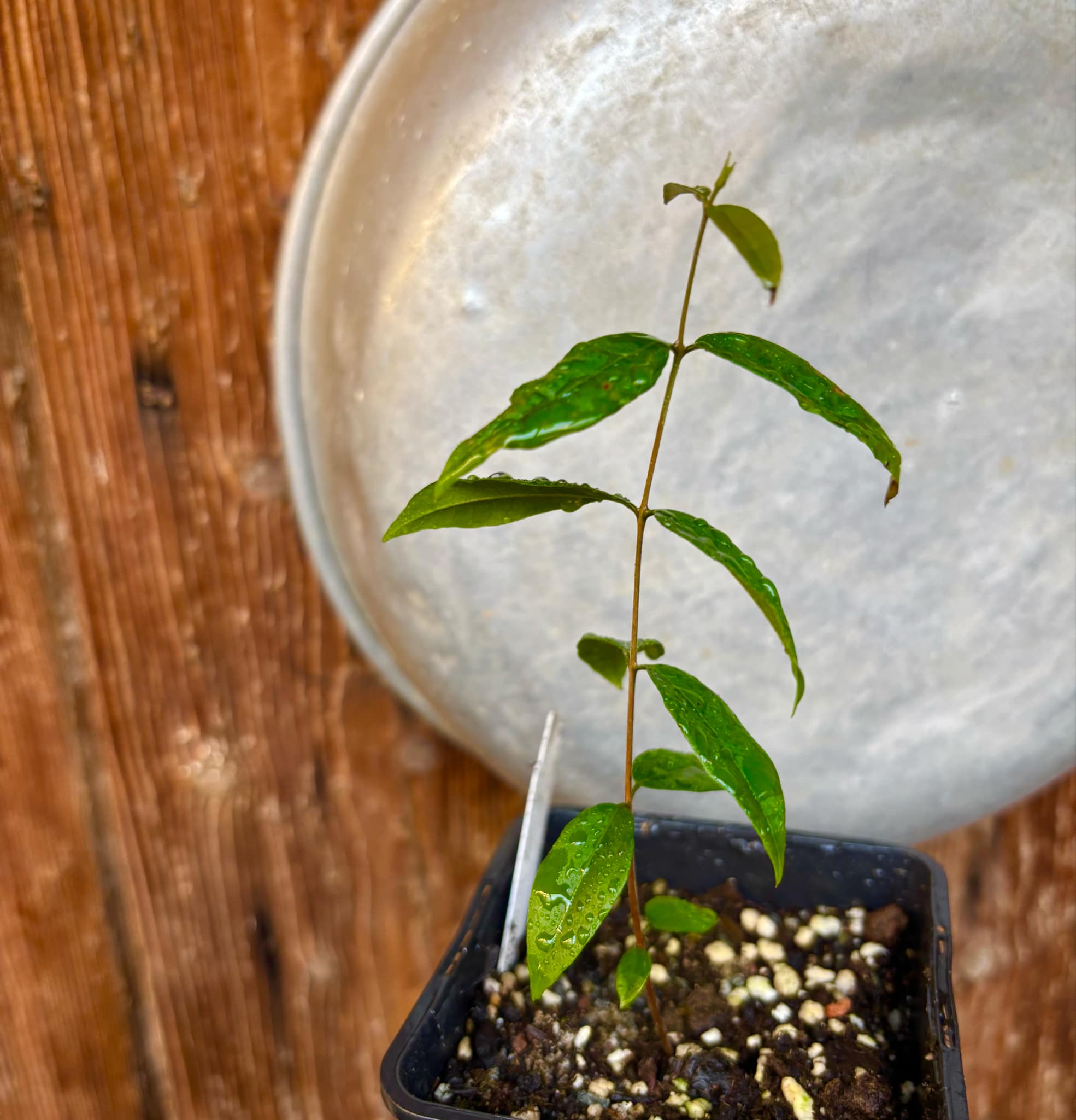 Uvaia do Visconde (Eugenia beaurepairiana) - 1 small potted seedling / 1 kleiner, getopfter Sämling