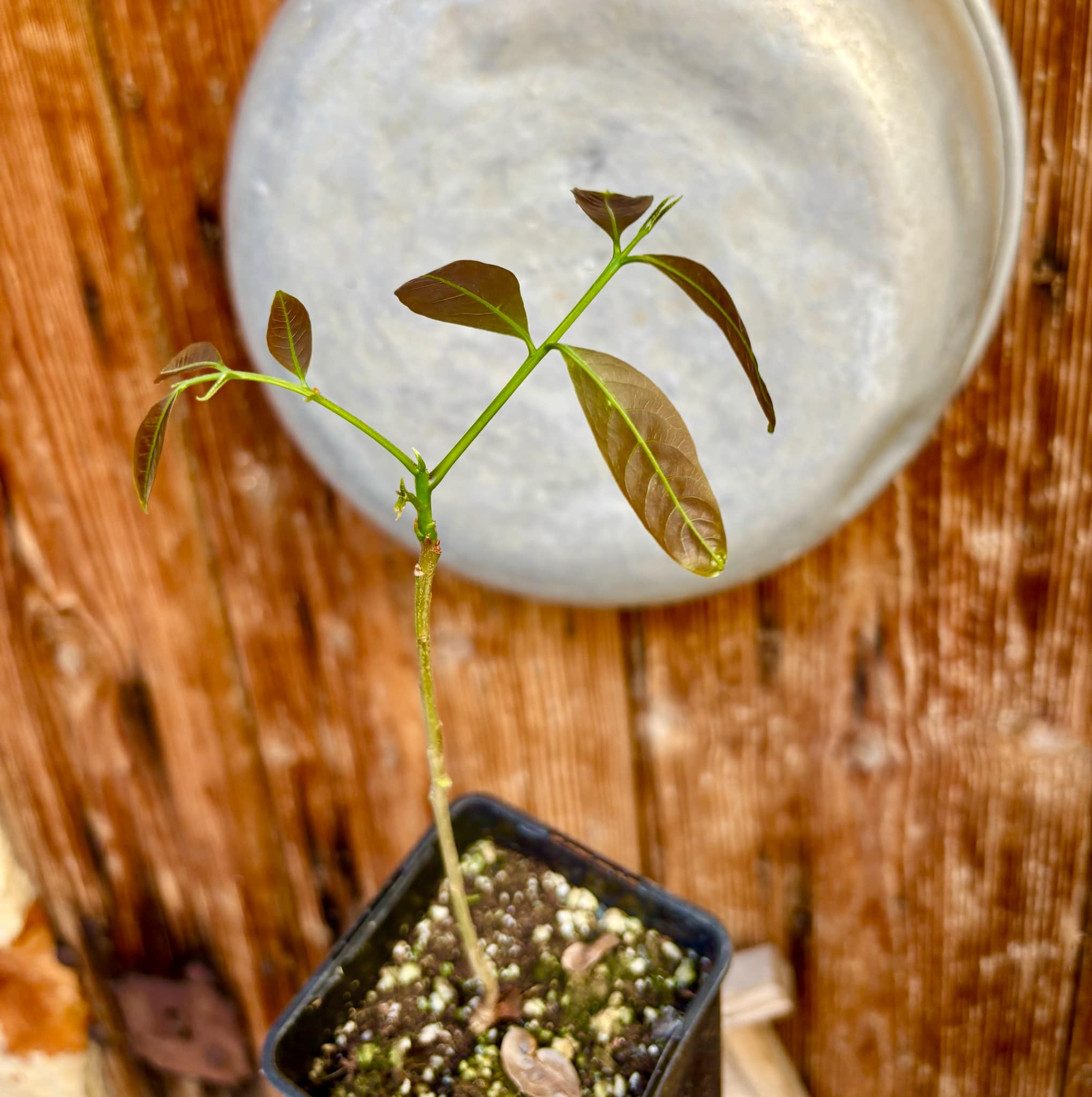Talisia esculenta - Pitomba do Nordeste - 1 potted plant / 1 getopfte Pflanze