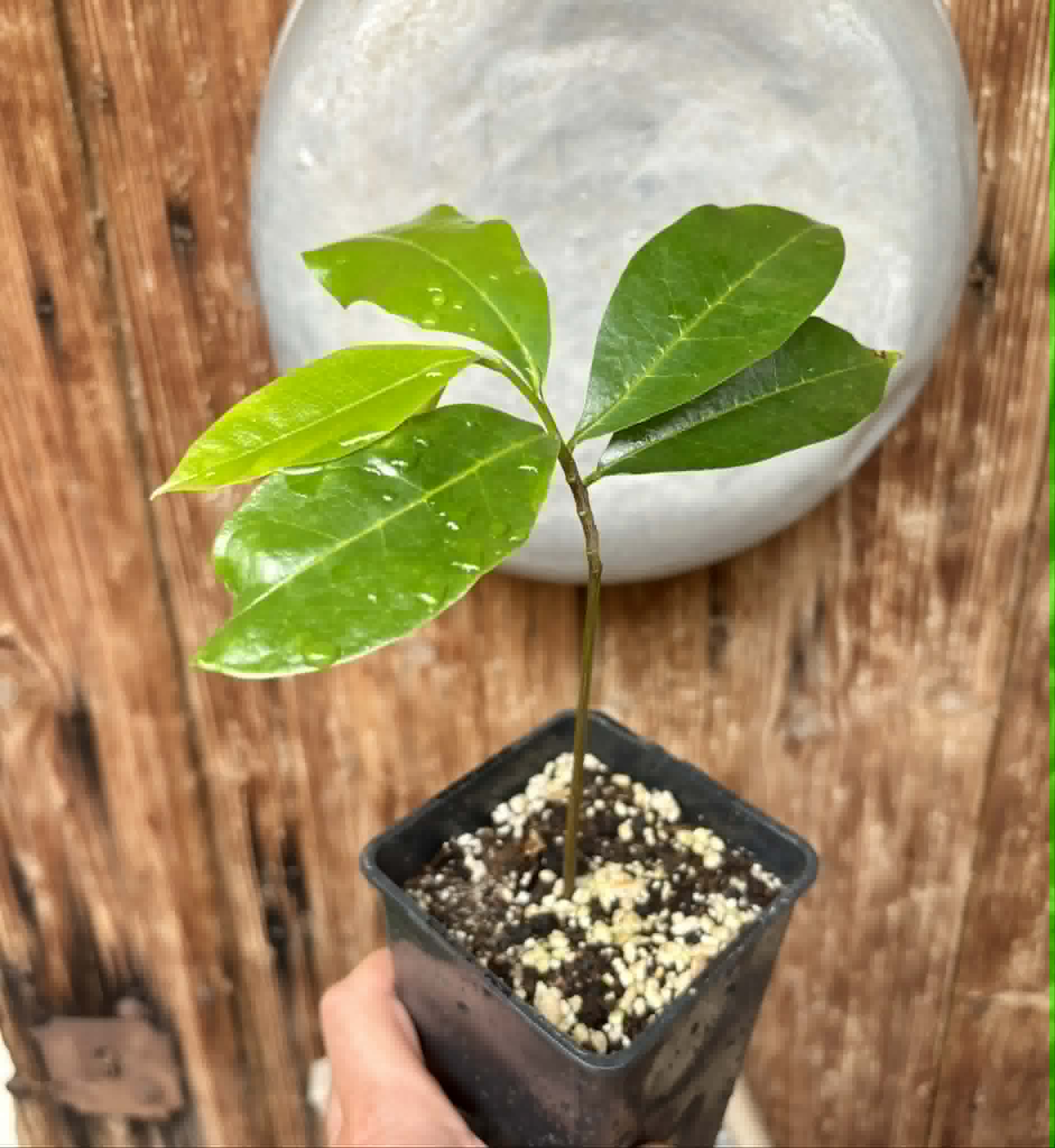Annona muricata - Soursop / Stachelannone - 1 potted seedling / 1 getopfter Sämling
