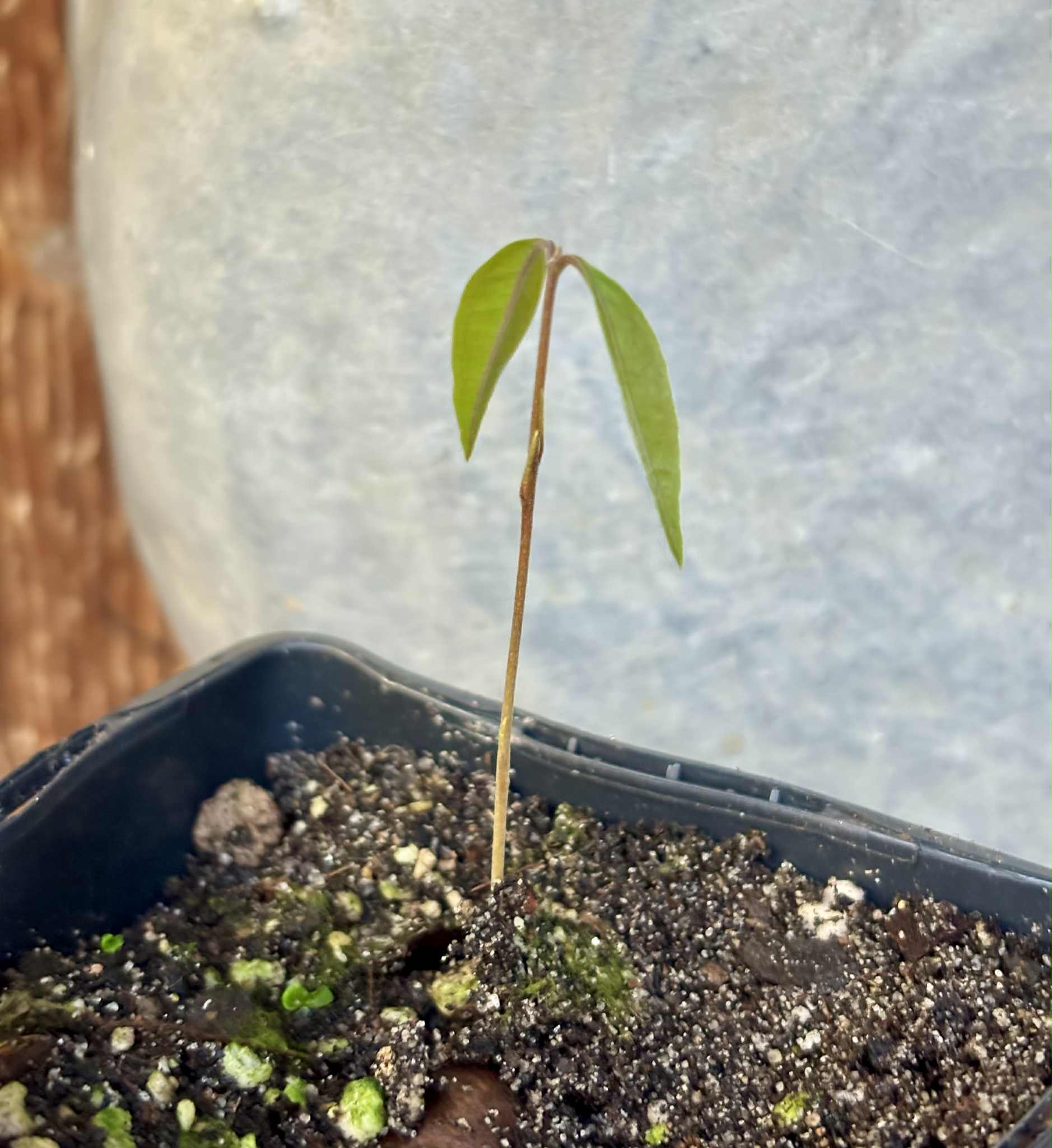 Eugenia sp Vinacea - 1 potted seedling / 1 getopfter Sämling