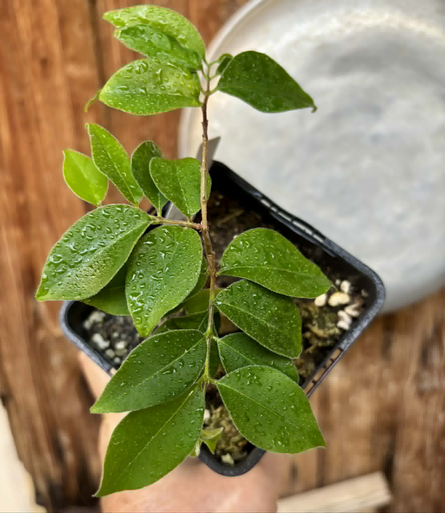 Eugenia sp Guajuba suave -  1 potted seedling / 1 getopfter Sämling