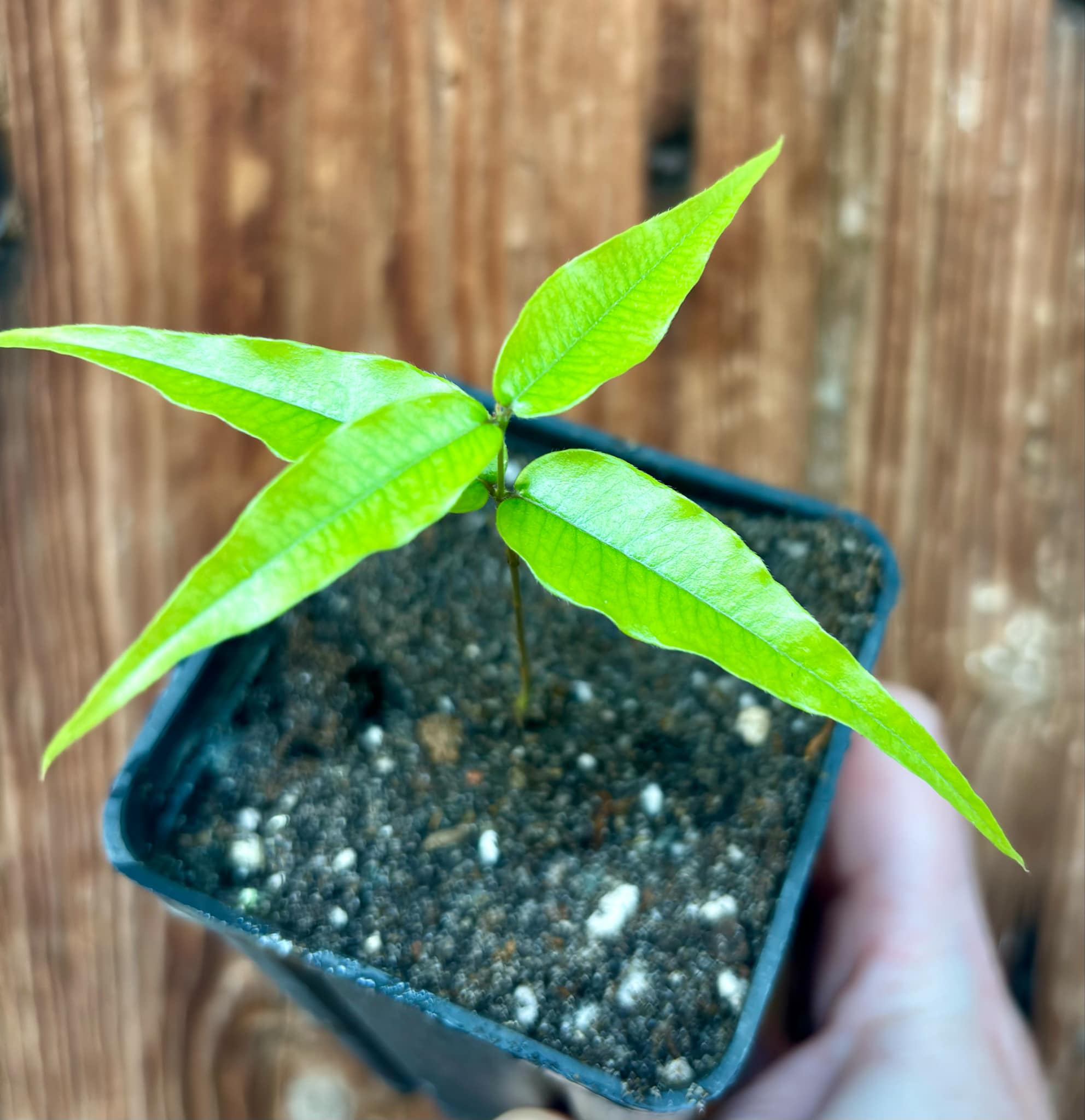 Plinia sp Cabo longo Sao Joao -  1 potted seedling / 1  getopfter Sämling 