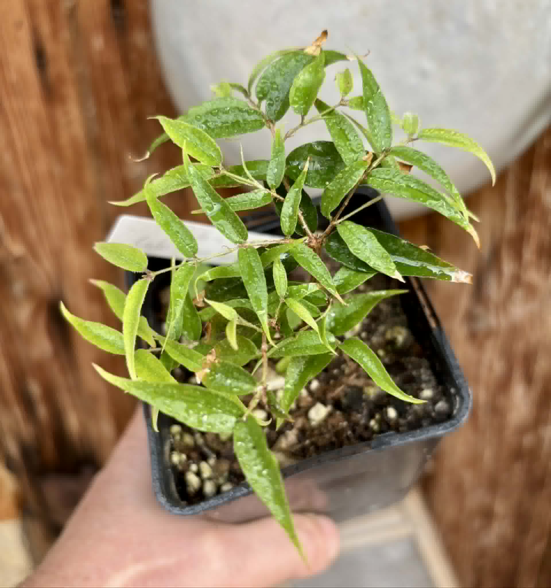 Plinia sp Cabo longo Sao Joao -  1 potted seedling / 1  getopfter Sämling